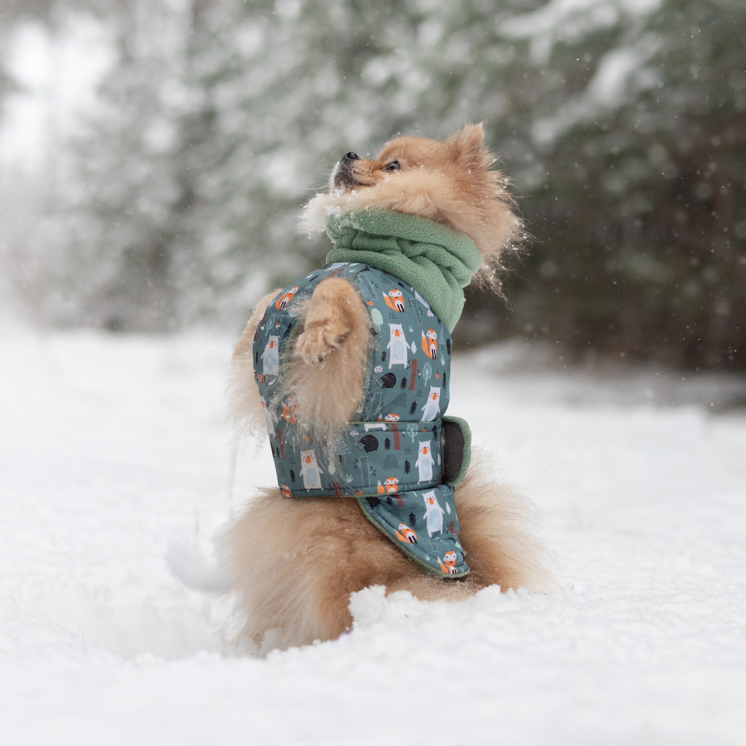 Мишель и Чарли — Декабрь 2025. Фотограф — анималист RISHELL PHOTO