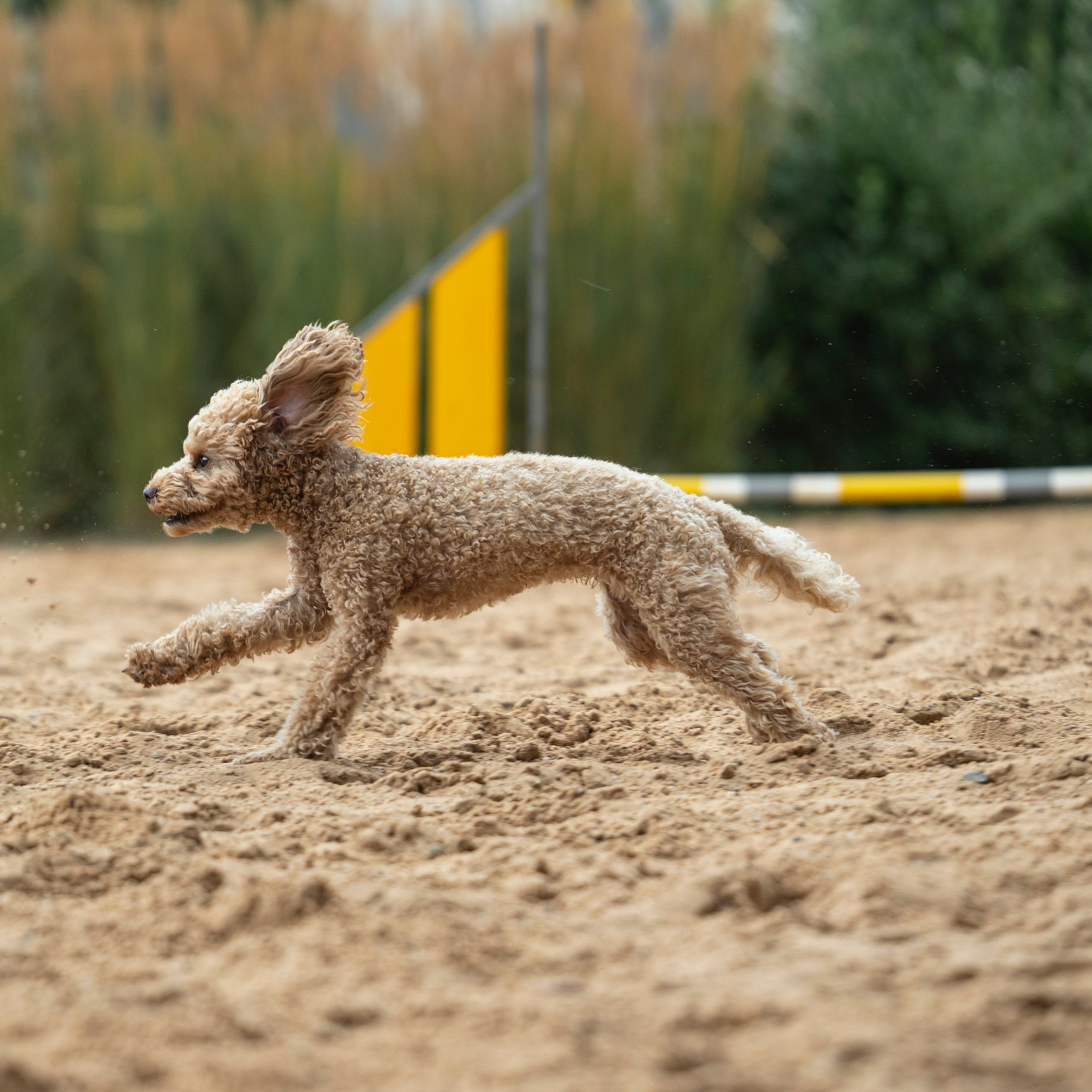 Pets Fest 08.08.2026. Фотосессия собак Минск, Борисов | Фотограф-анималист Арина RISHELL PHOTO