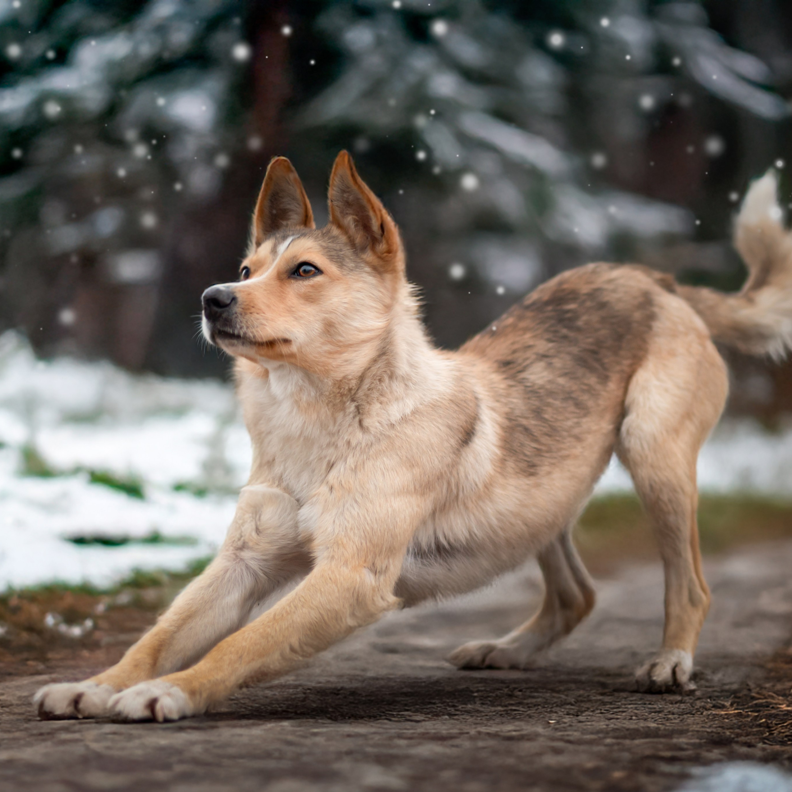 Просто Двортерьер — Декабрь 2025. Фотограф — анималист RISHELL PHOTO