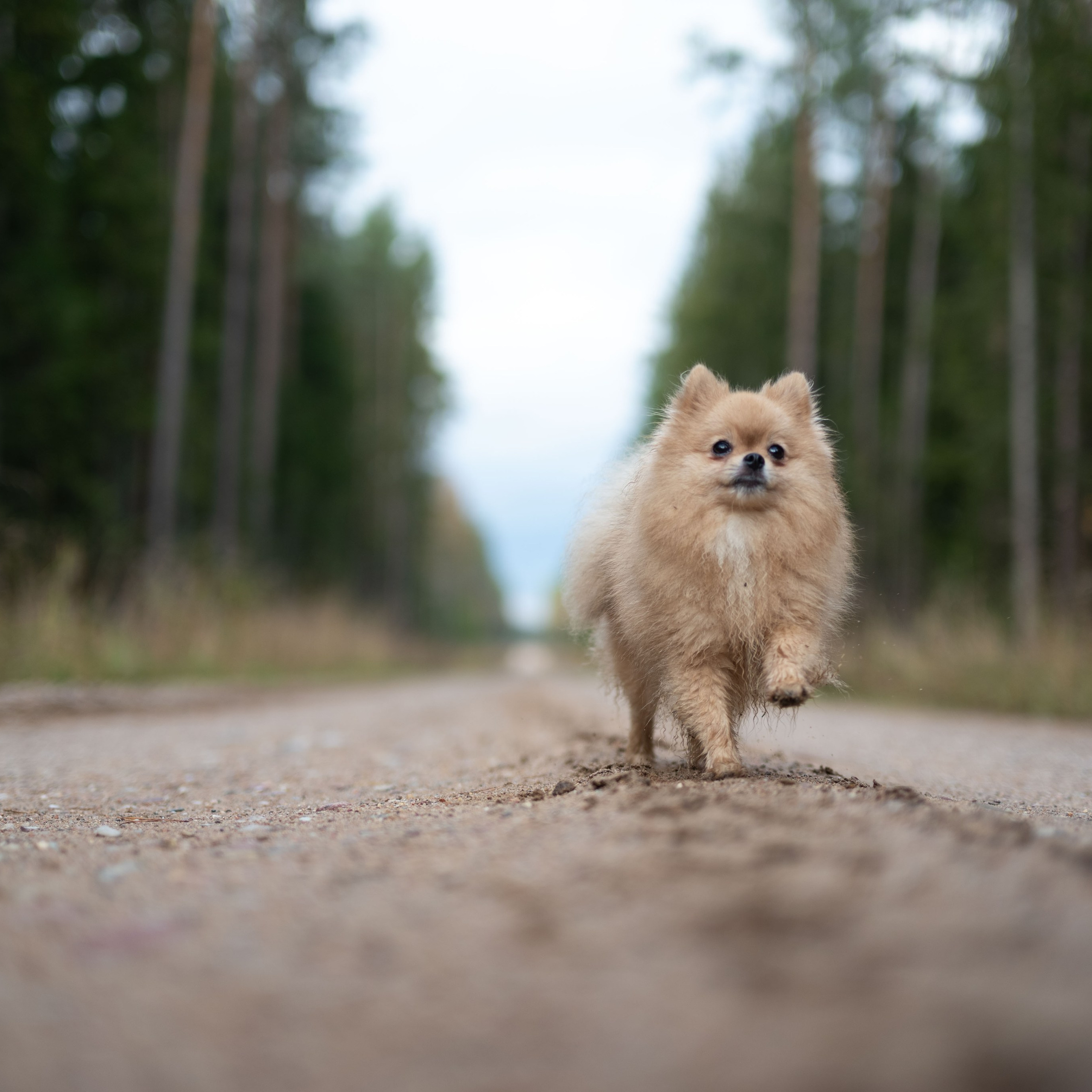 МИШЕЛЬ — Октябрь 2025. Фотограф — анималист RISHELL PHOTO