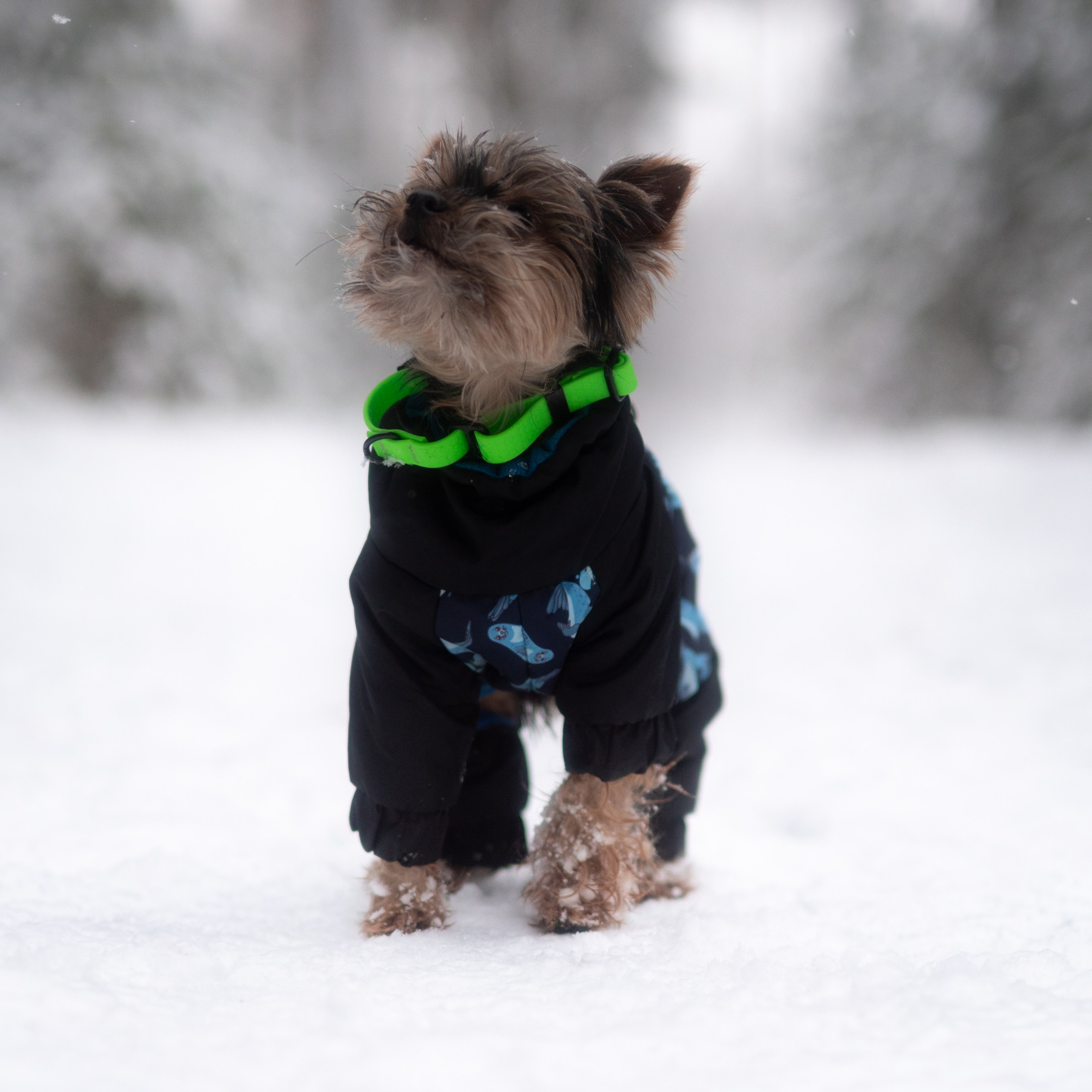 Мишель и&nbsp;Чарли&nbsp;— Декабрь 2025