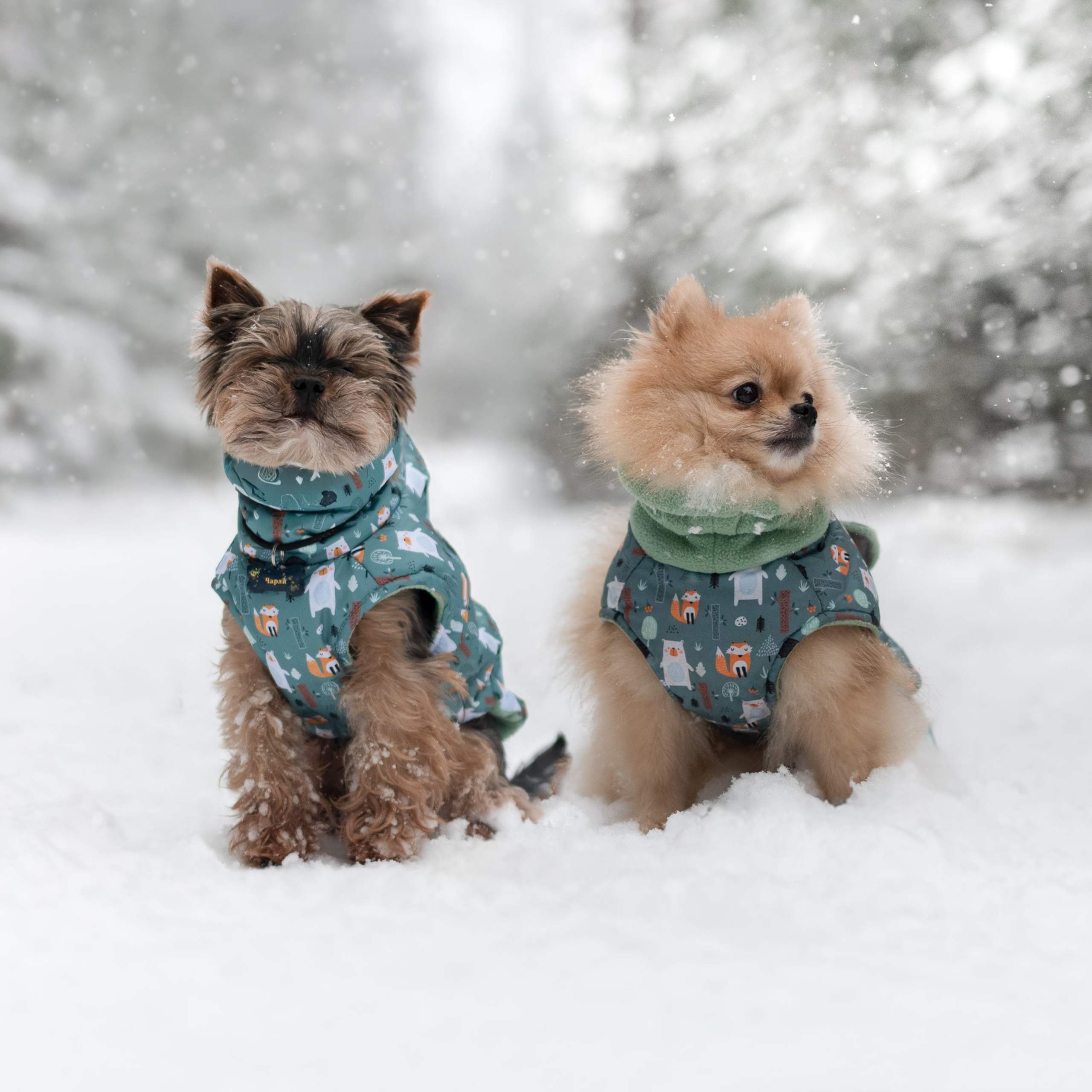 Мишель и Чарли — Декабрь 2025. Фотограф — анималист RISHELL PHOTO