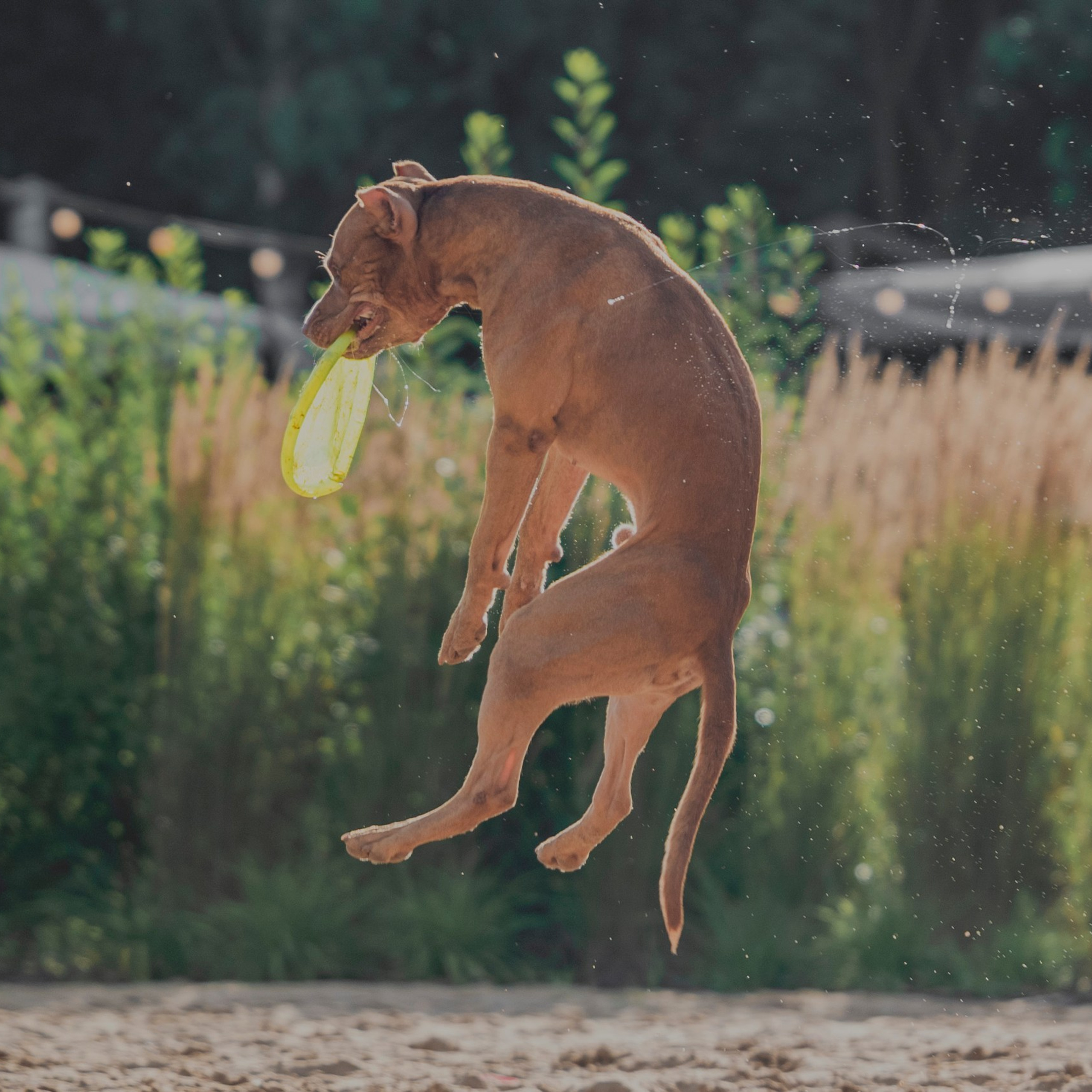 Pets Fest 08.08.2026. Фотосессия собак Минск, Борисов | Фотограф-анималист Арина RISHELL PHOTO