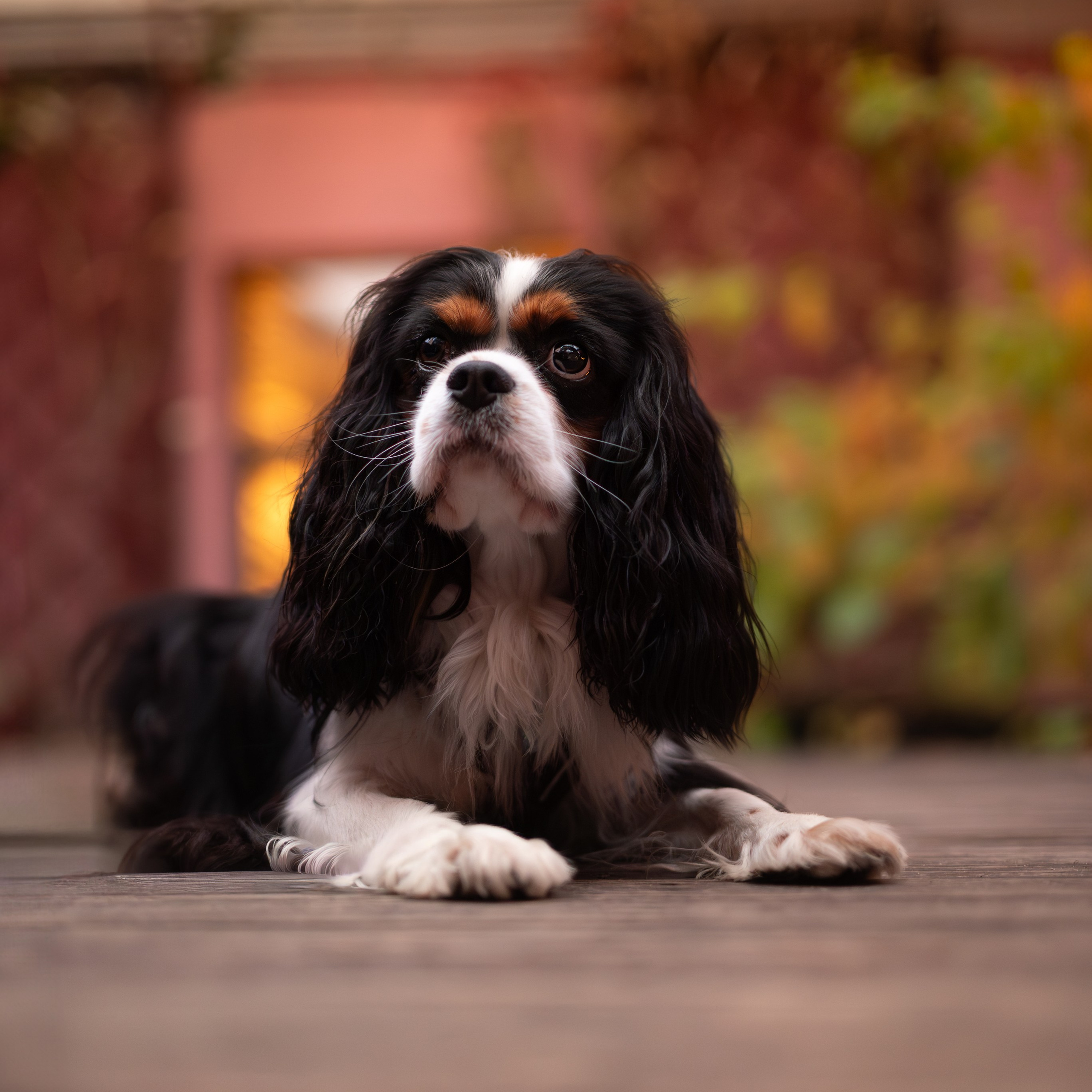 Арни — Минск — Ноябрь 2025. Фотограф — анималист RISHELL PHOTO