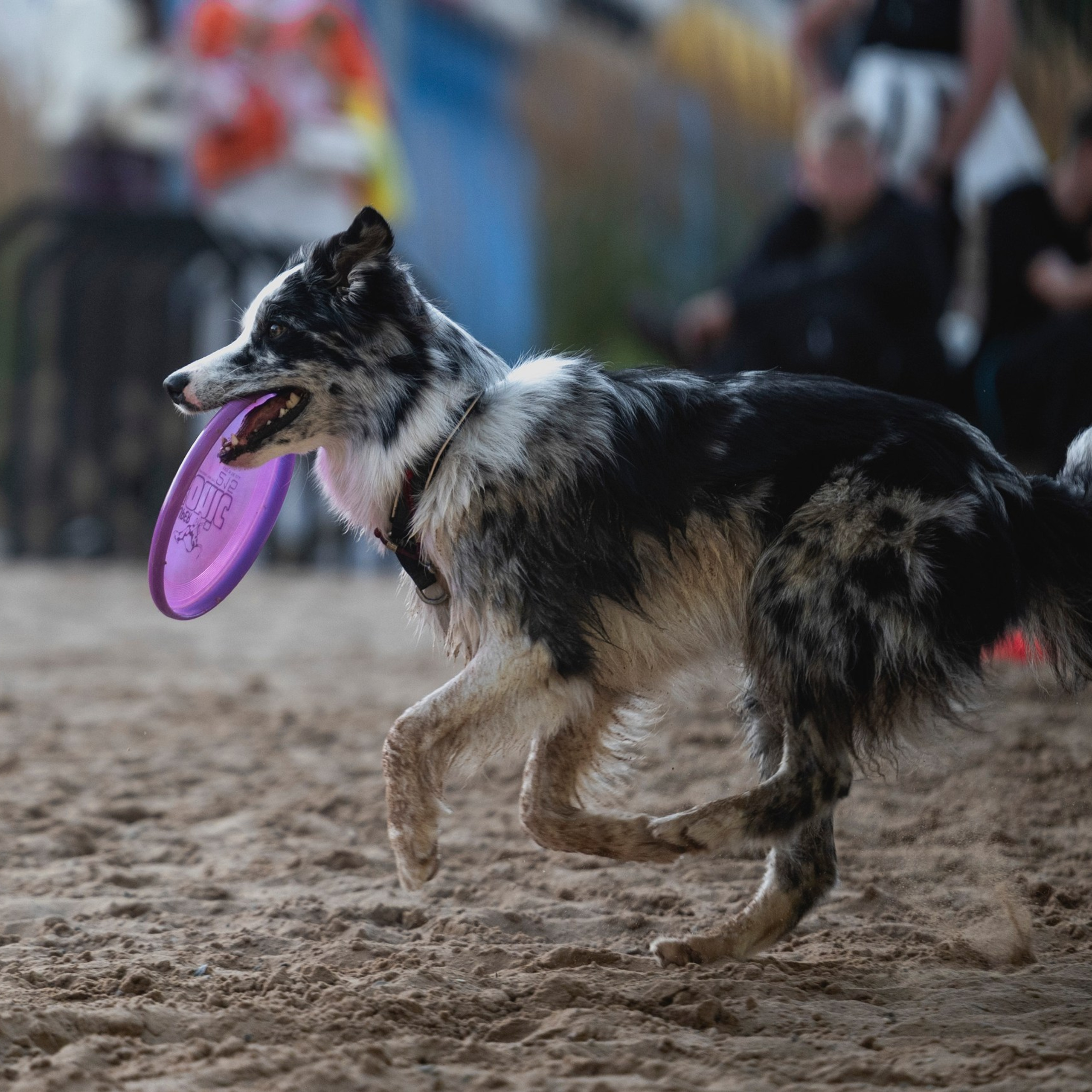 Pets Fest 08.08.2026. Фотосессия собак Минск, Борисов | Фотограф-анималист Арина RISHELL PHOTO
