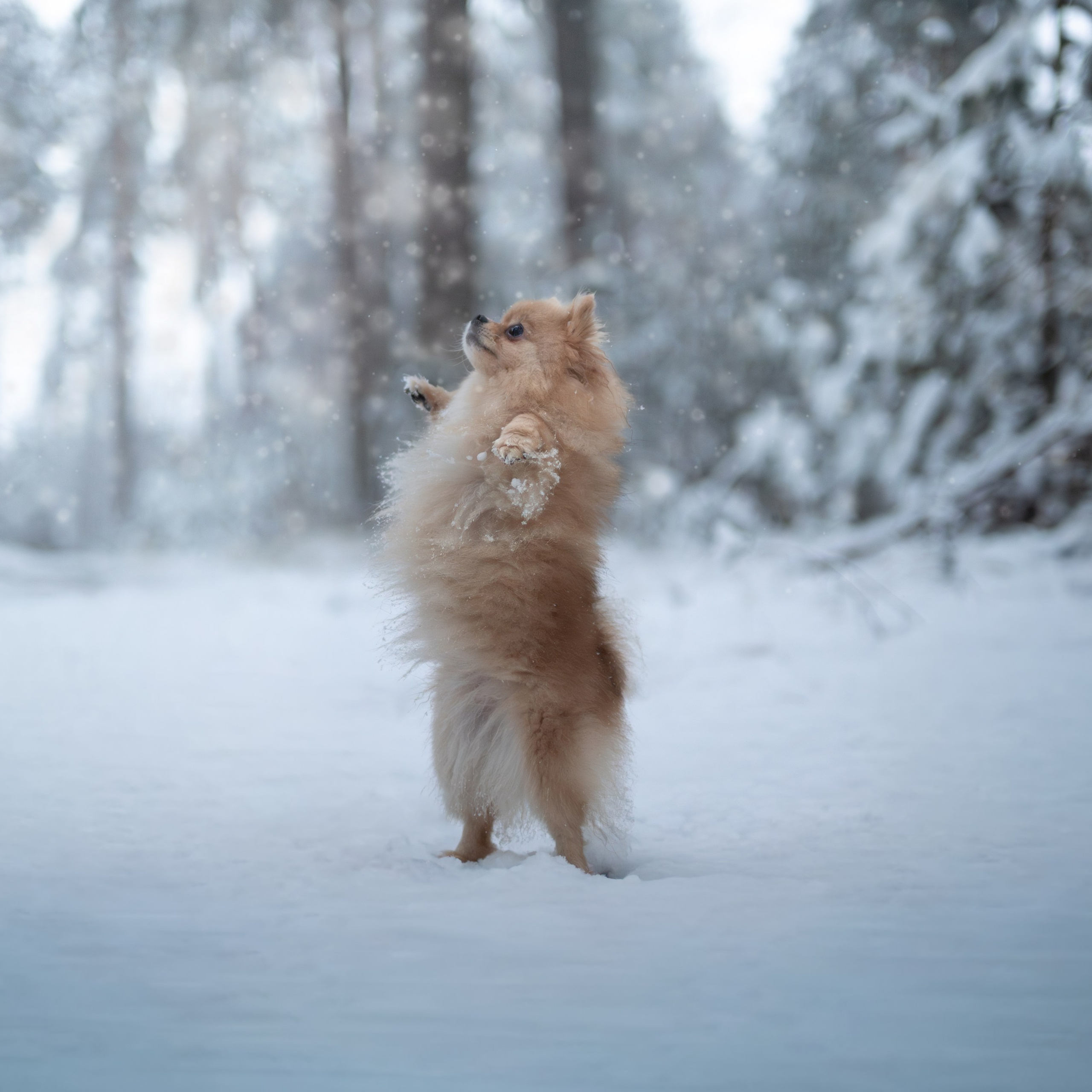 Первый снег — Ноябрь 2025. Фотограф — анималист RISHELL PHOTO