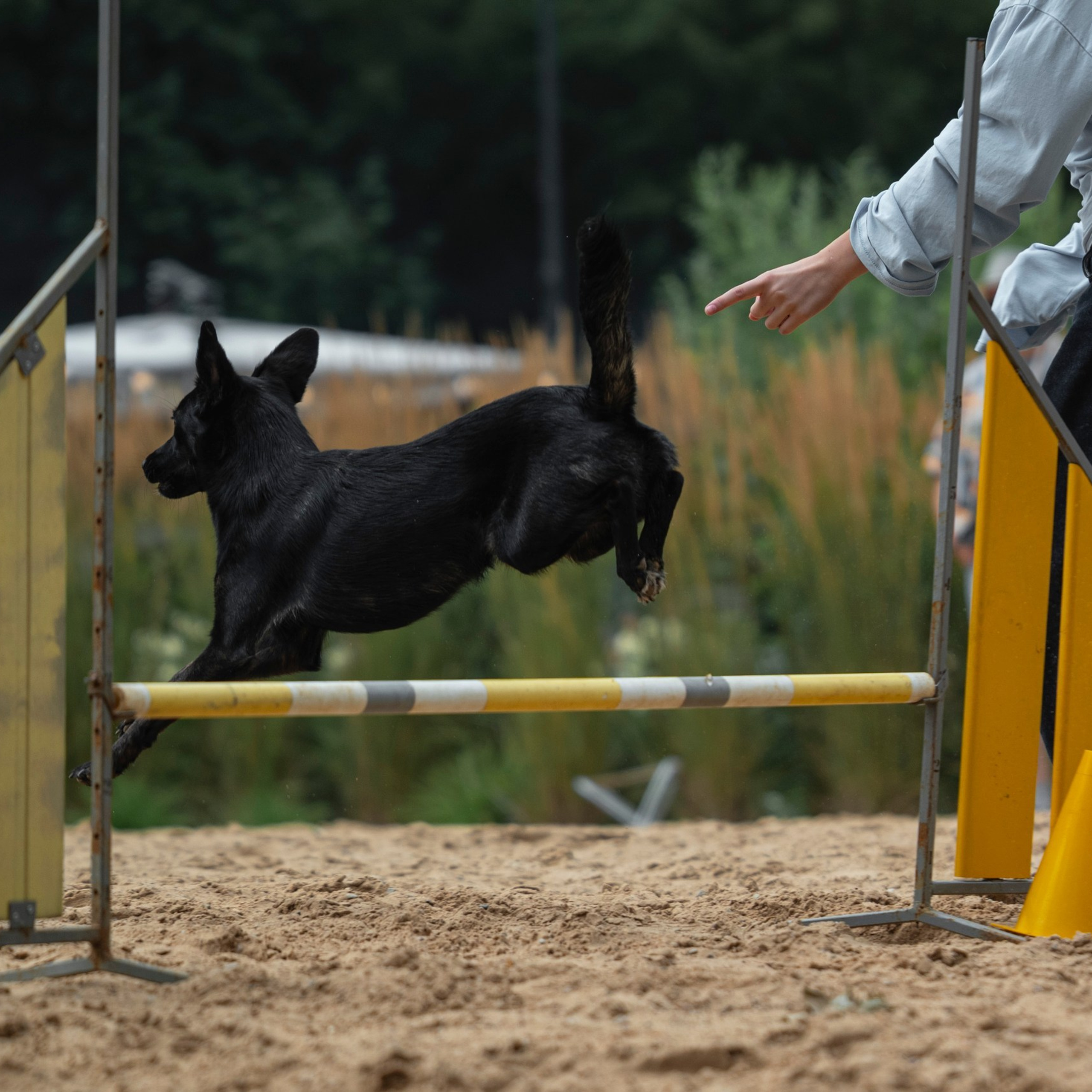 Pets Fest 08.08.2026. Фотосессия собак Минск, Борисов | Фотограф-анималист Арина RISHELL PHOTO