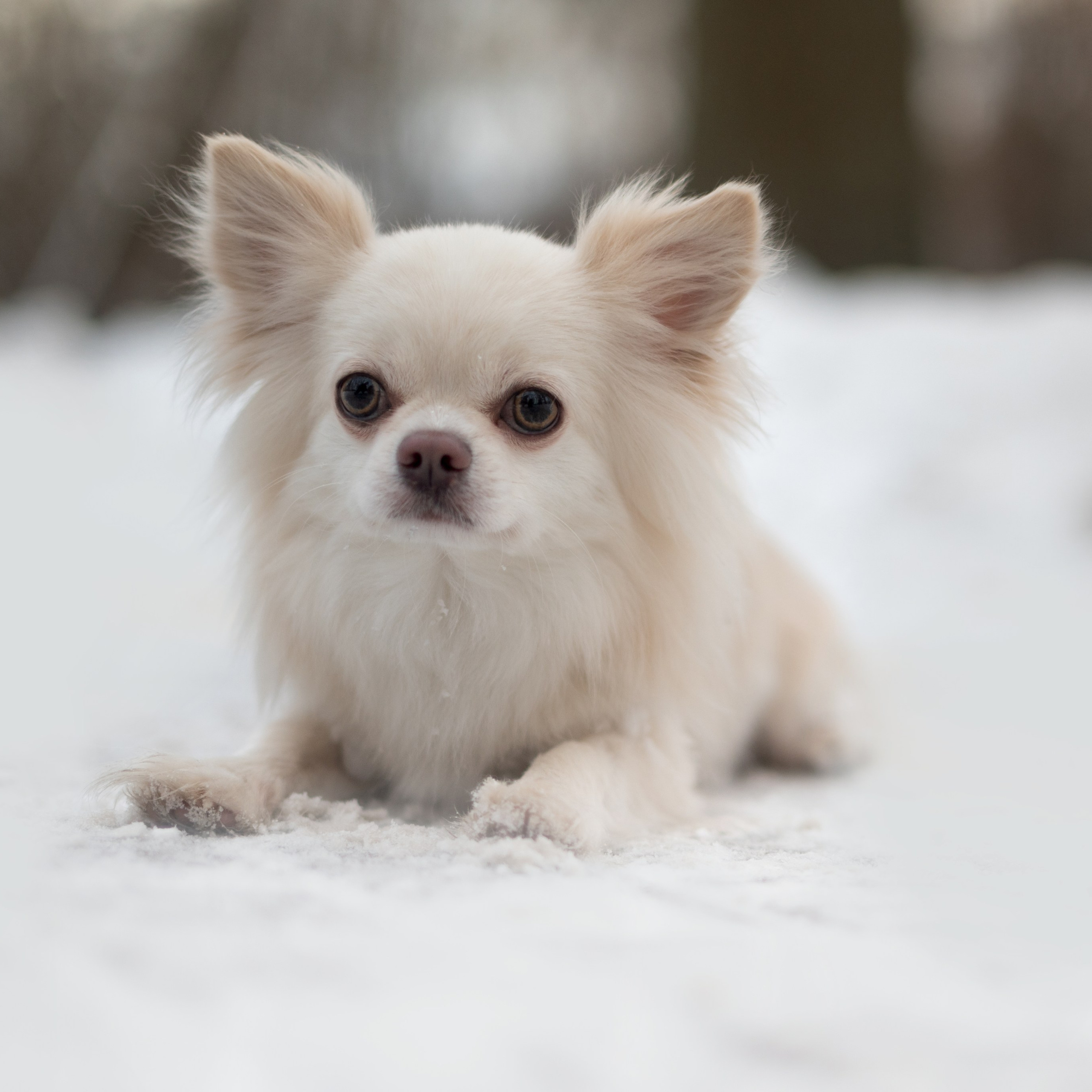 Юкон — Минск — Ноябрь 2025. Фотограф — анималист RISHELL PHOTO