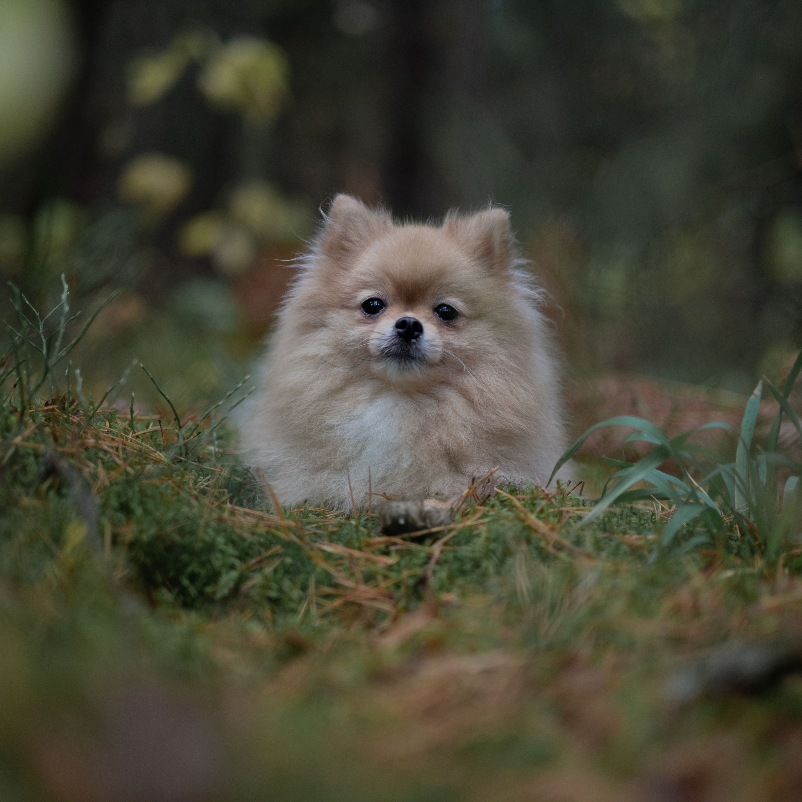 МИШЕЛЬ — Октябрь 2025. Фотограф — анималист RISHELL PHOTO