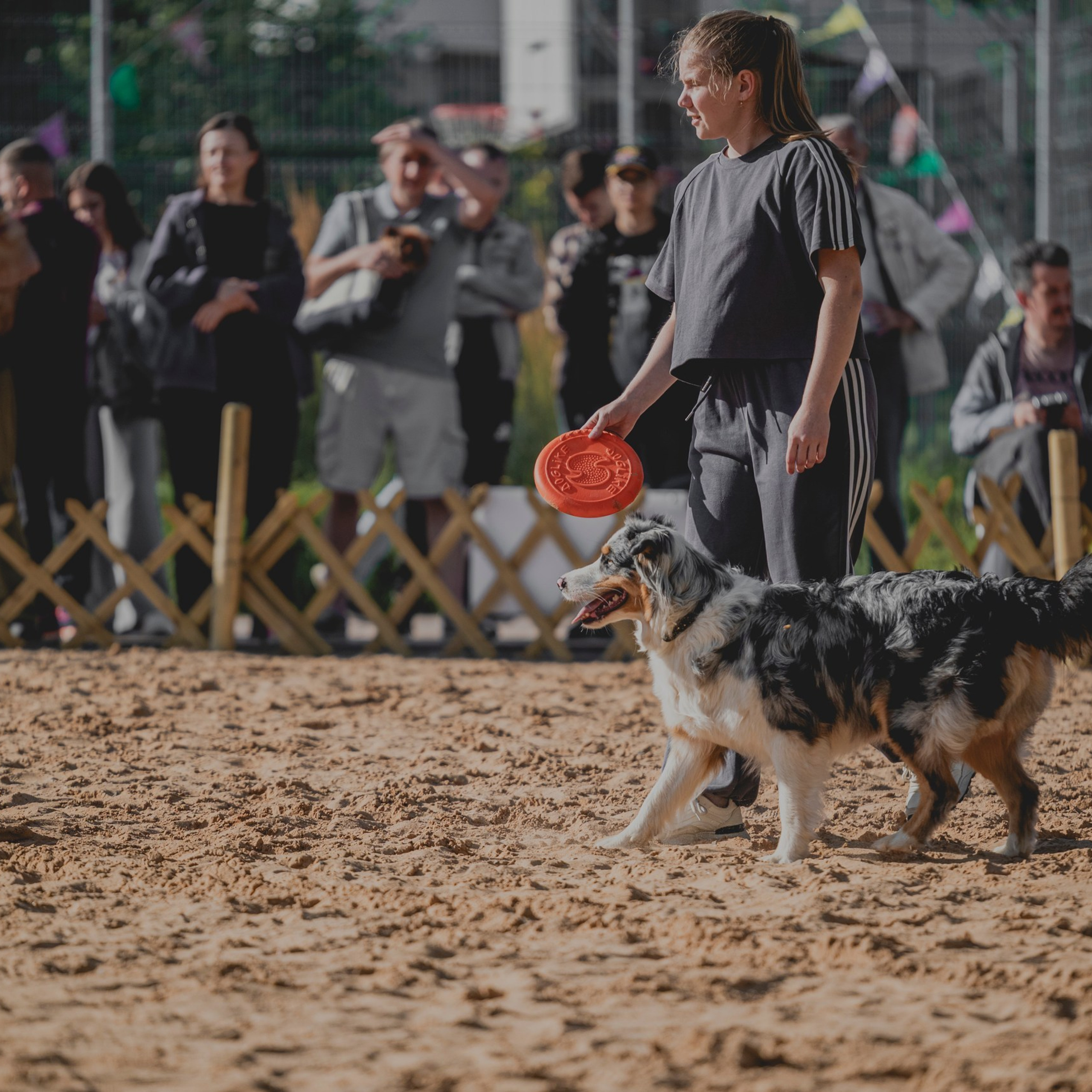 Pets Fest 08.08.2026. Фотосессия собак Минск, Борисов | Фотограф-анималист Арина RISHELL PHOTO