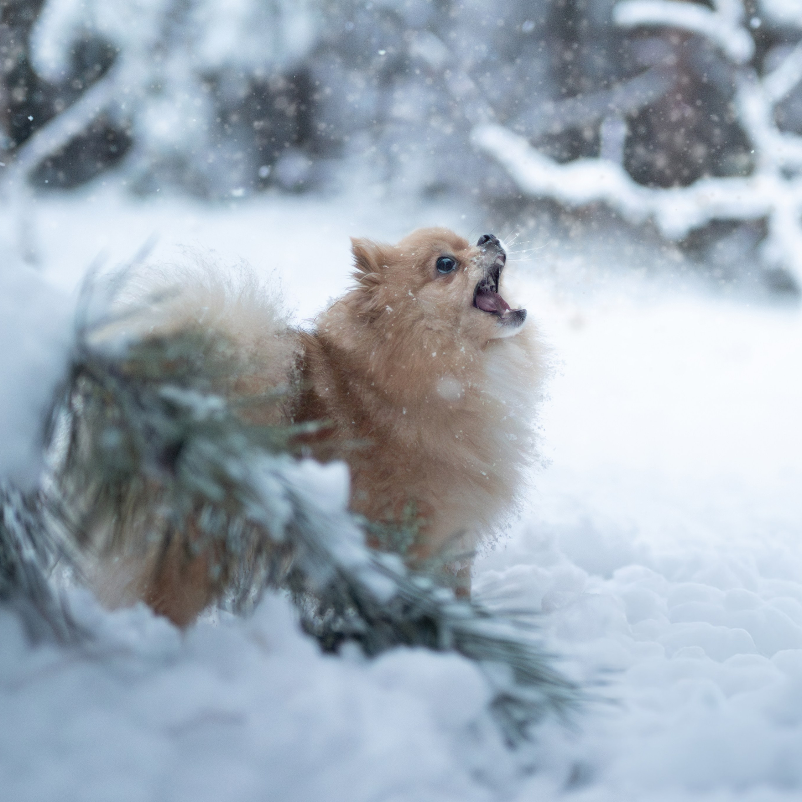 Первый снег — Ноябрь 2025. Фотограф — анималист RISHELL PHOTO