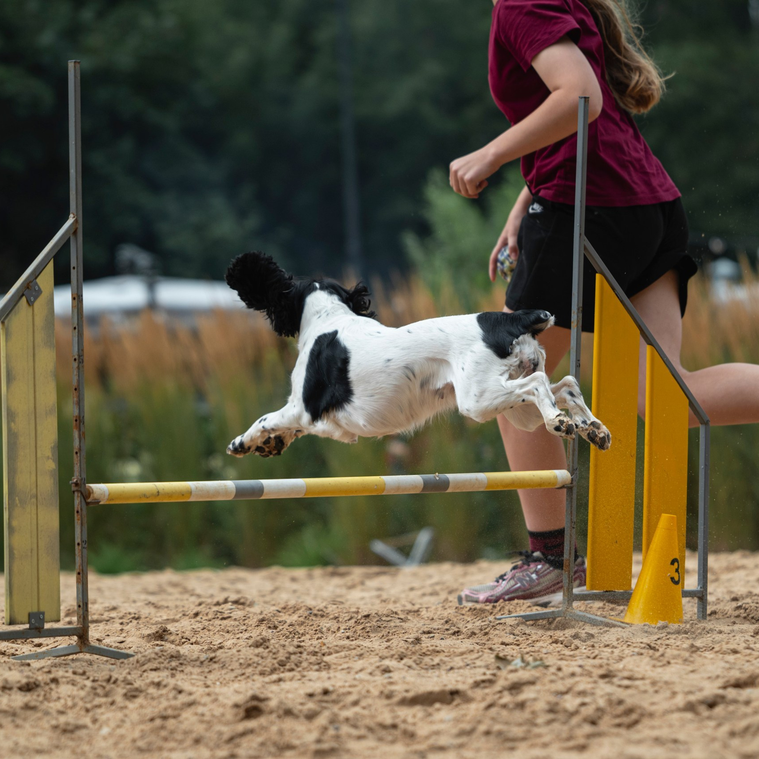 Pets Fest 08.08.2026. Фотосессия собак Минск, Борисов | Фотограф-анималист Арина RISHELL PHOTO
