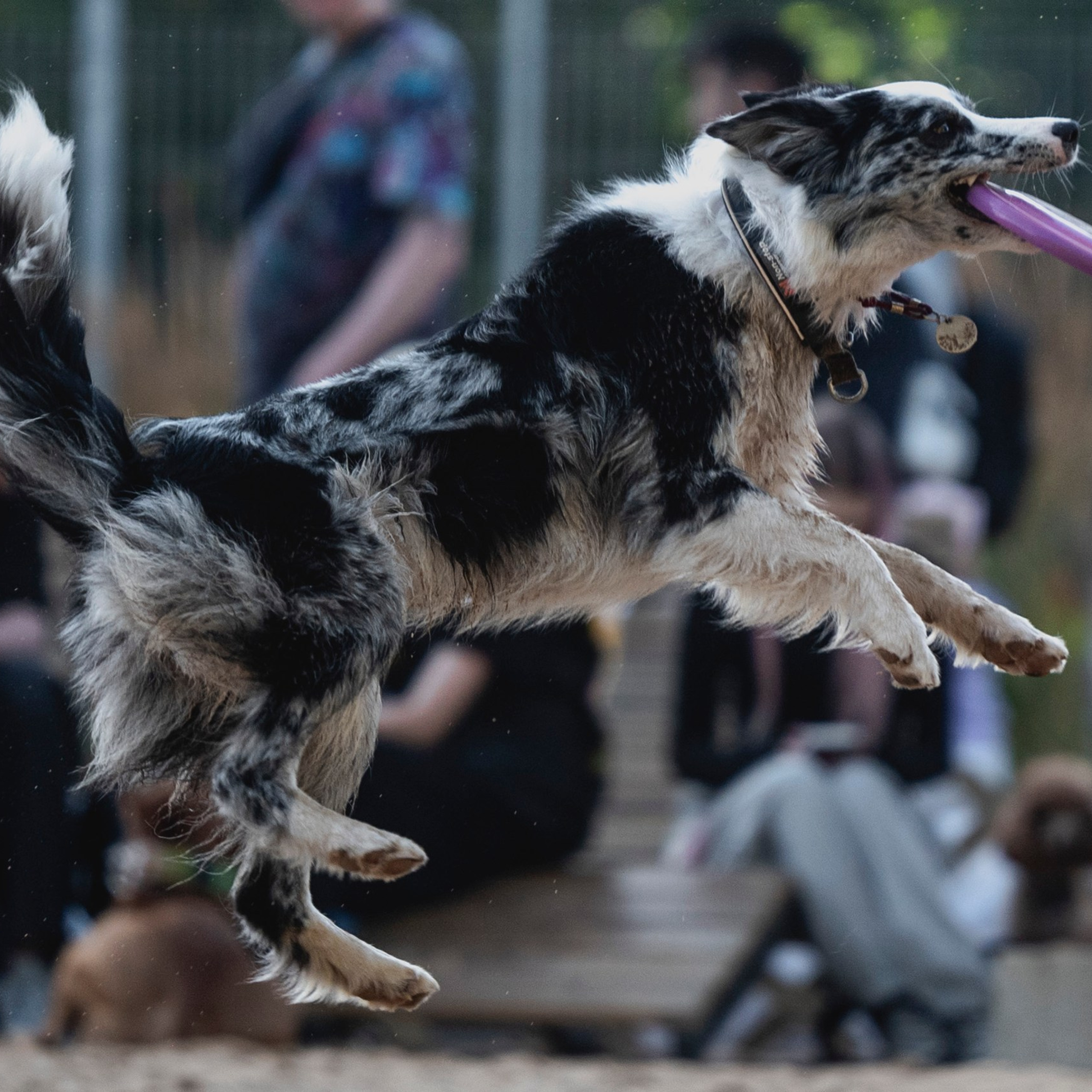 Pets Fest 08.08.2026. Фотосессия собак Минск, Борисов | Фотограф-анималист Арина RISHELL PHOTO