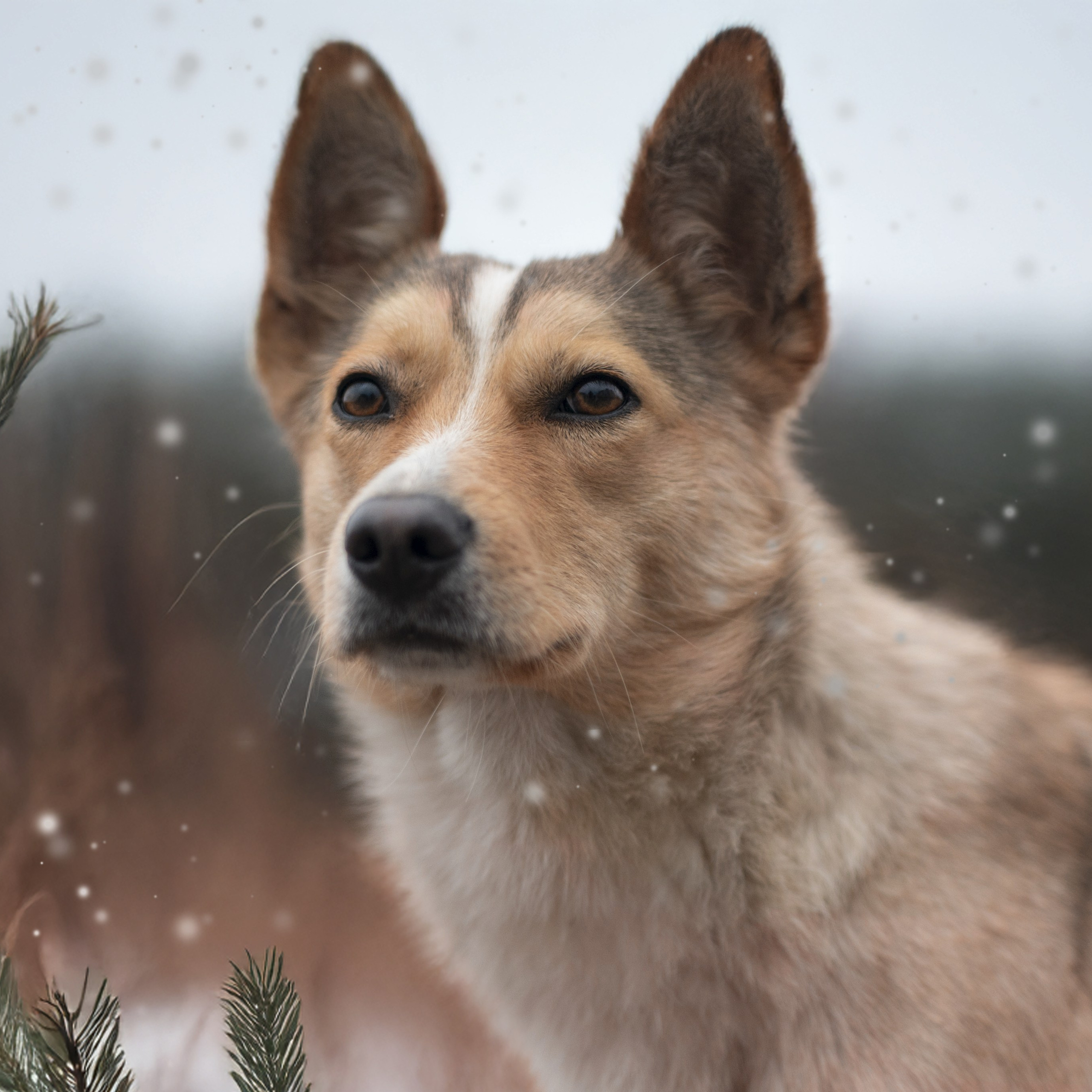 Просто Двортерьер — Декабрь 2025. Фотограф — анималист RISHELL PHOTO