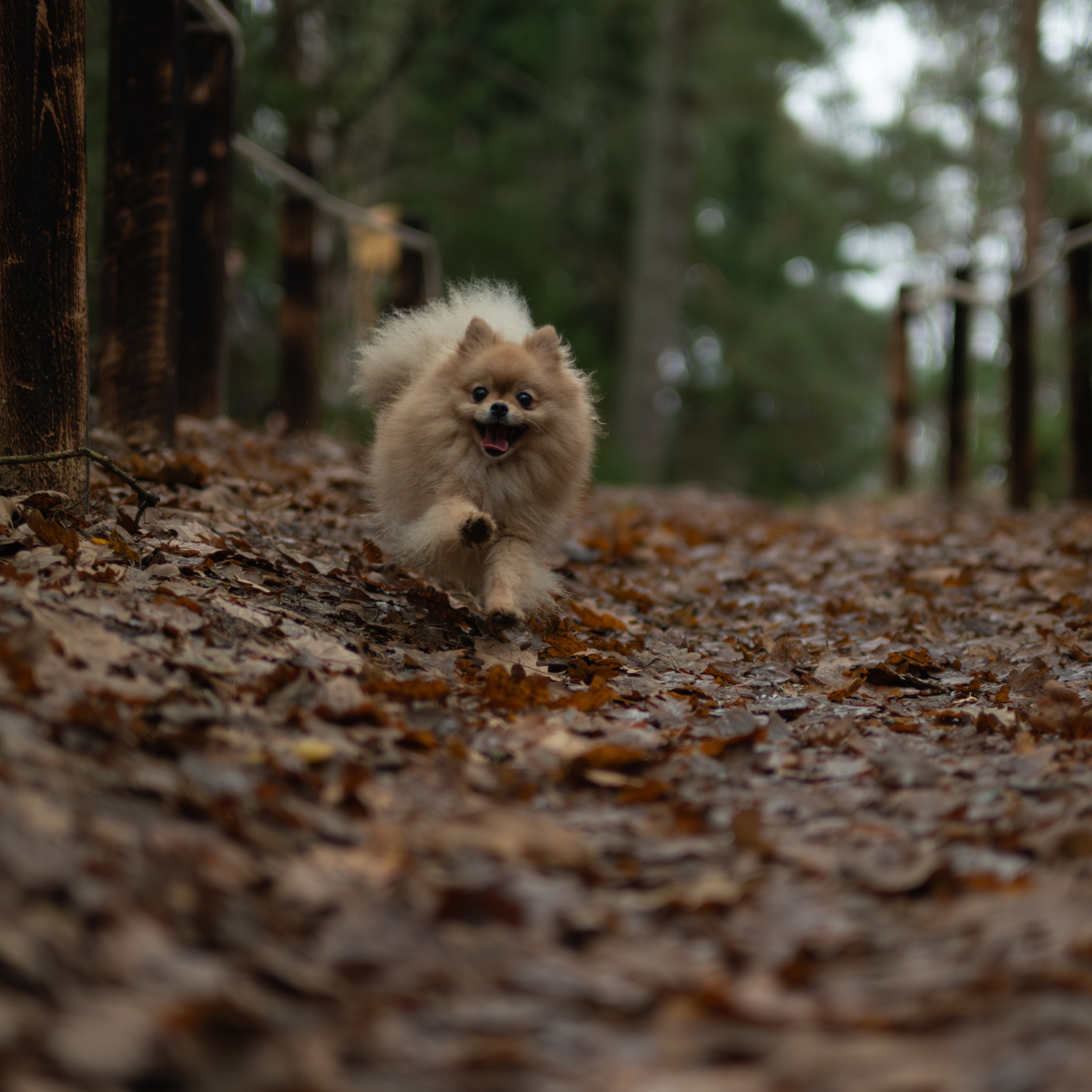 Мишель -Эко тропа — Борисов — Ноябрь 2025. Фотограф — анималист RISHELL PHOTO