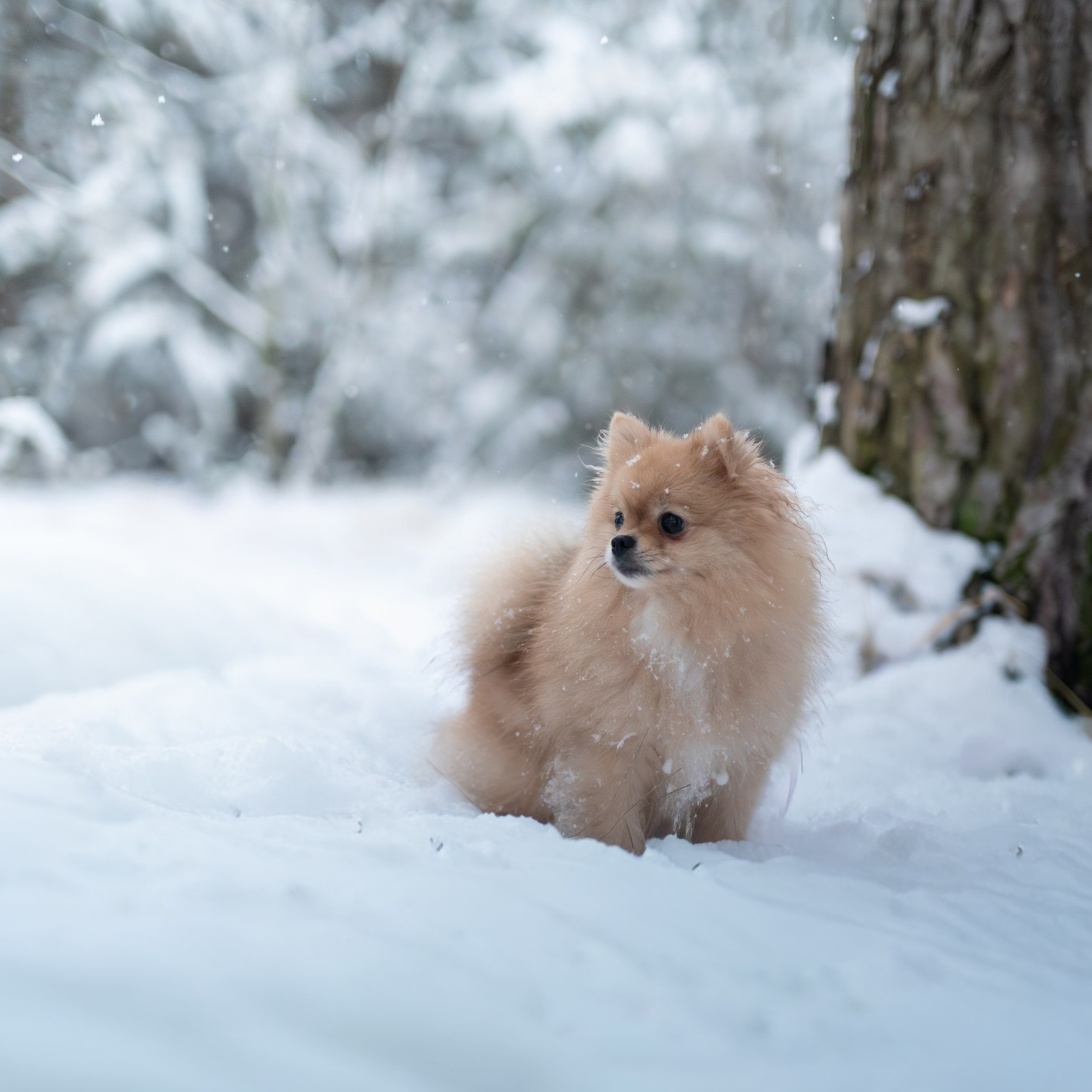 Первый снег — Ноябрь 2025. Фотограф — анималист RISHELL PHOTO