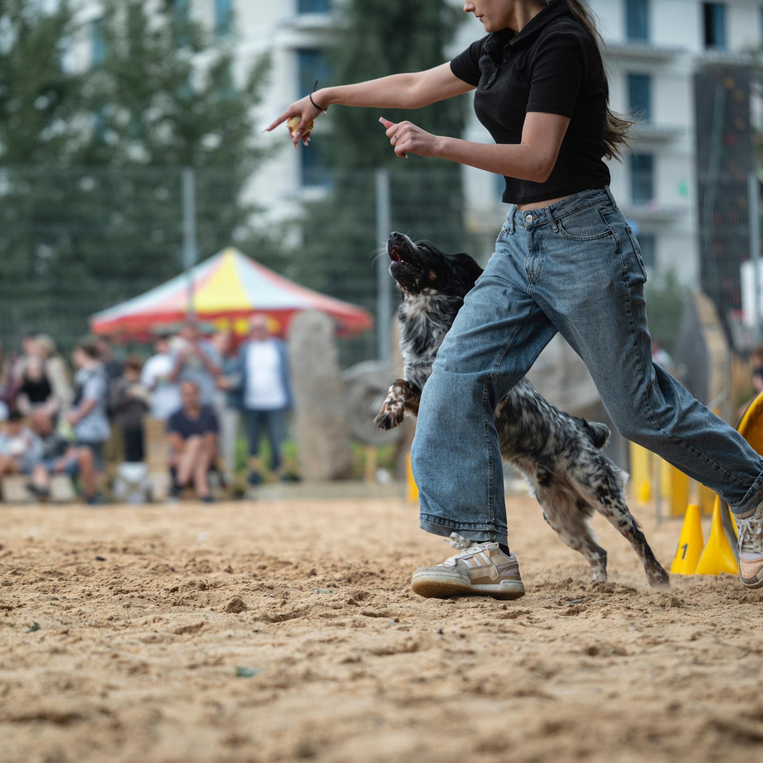 Pets Fest 08.08.2026. Фотосессия собак Минск, Борисов | Фотограф-анималист Арина RISHELL PHOTO