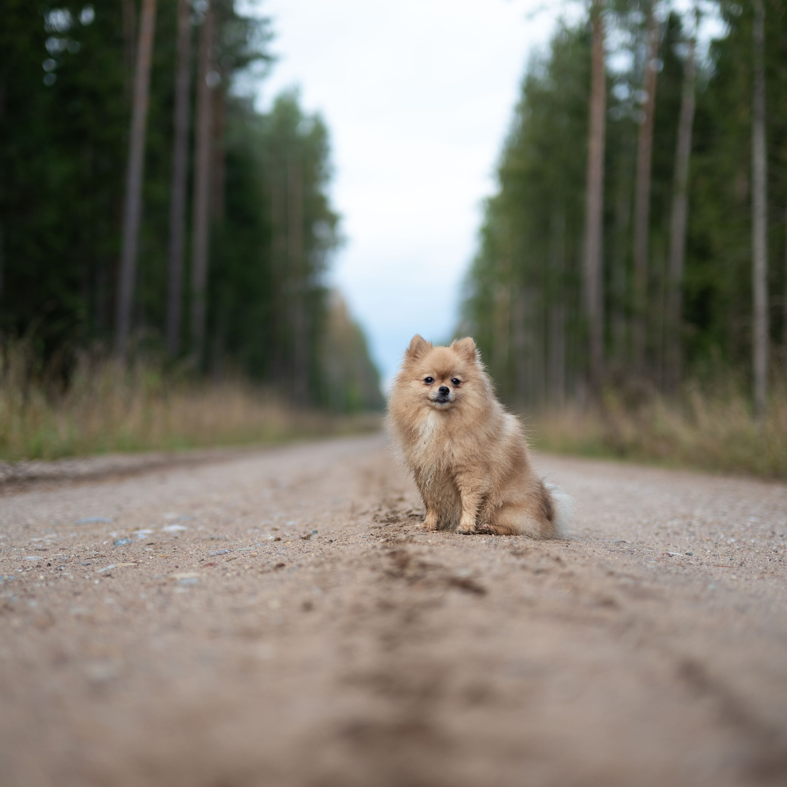 МИШЕЛЬ — Октябрь 2025. Фотограф — анималист RISHELL PHOTO