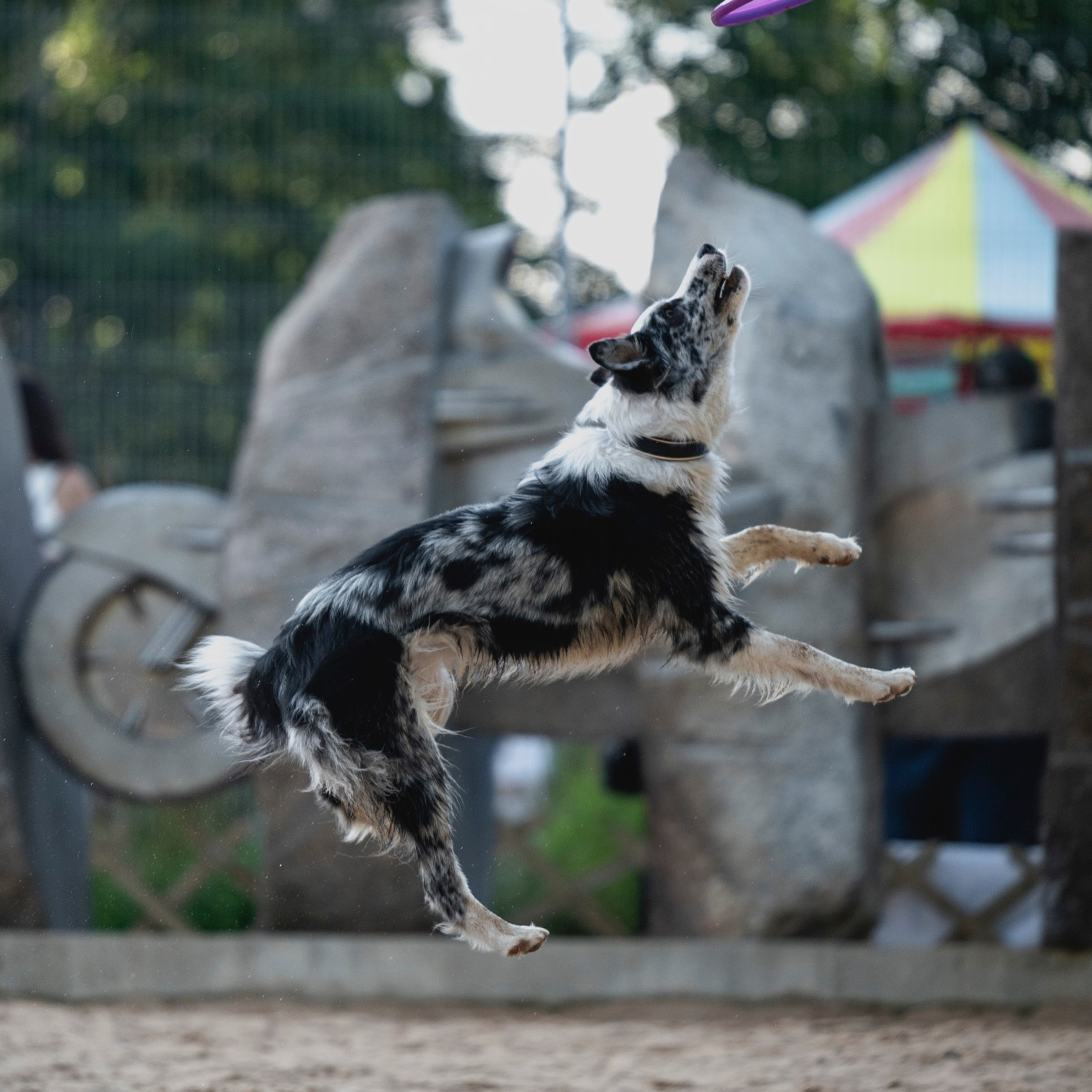 Pets Fest 08.08.2026. Фотосессия собак Минск, Борисов | Фотограф-анималист Арина RISHELL PHOTO