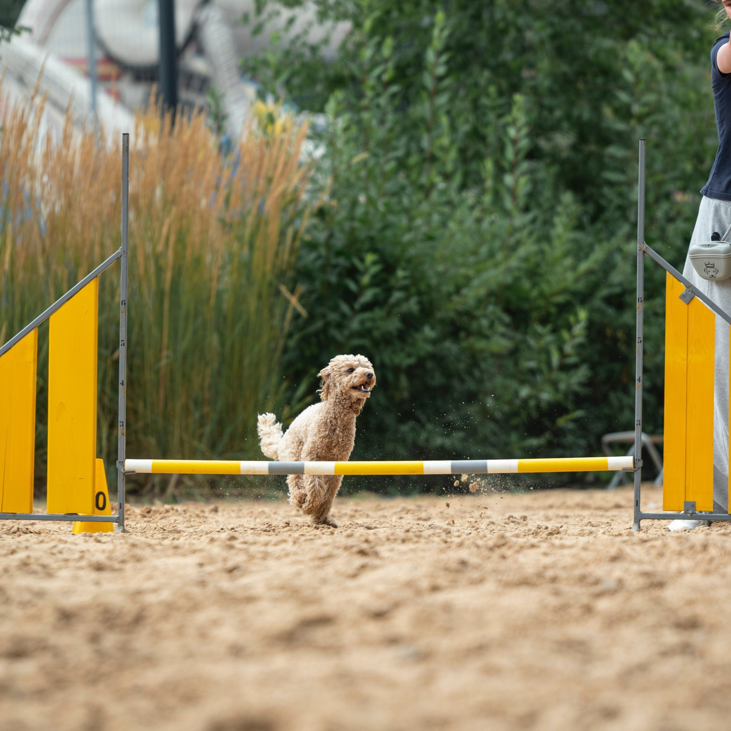 Pets Fest 08.08.2026. Фотосессия собак Минск, Борисов | Фотограф-анималист Арина RISHELL PHOTO