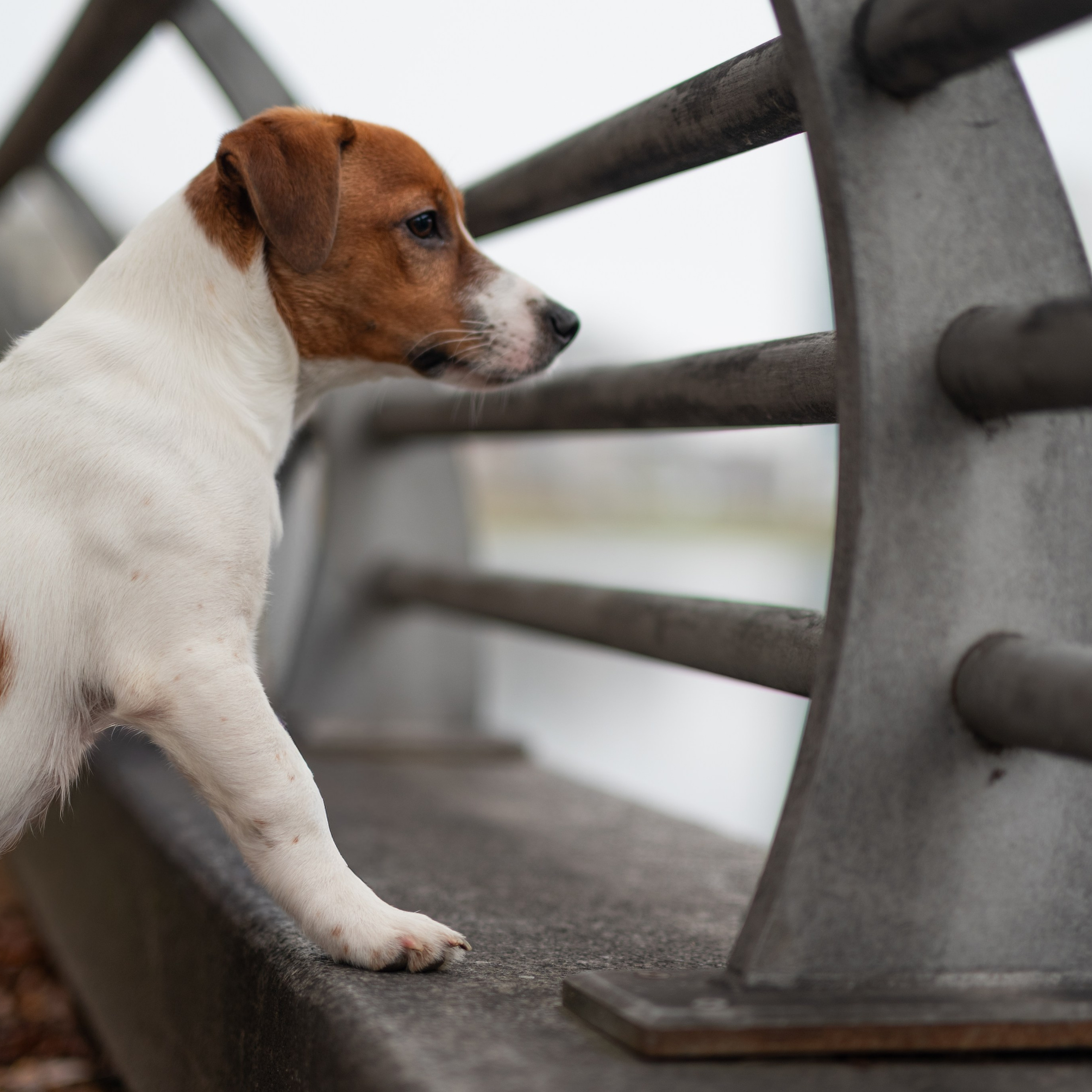 Цезарь — Минск — Ноябрь 2025. Фотограф — анималист RISHELL PHOTO