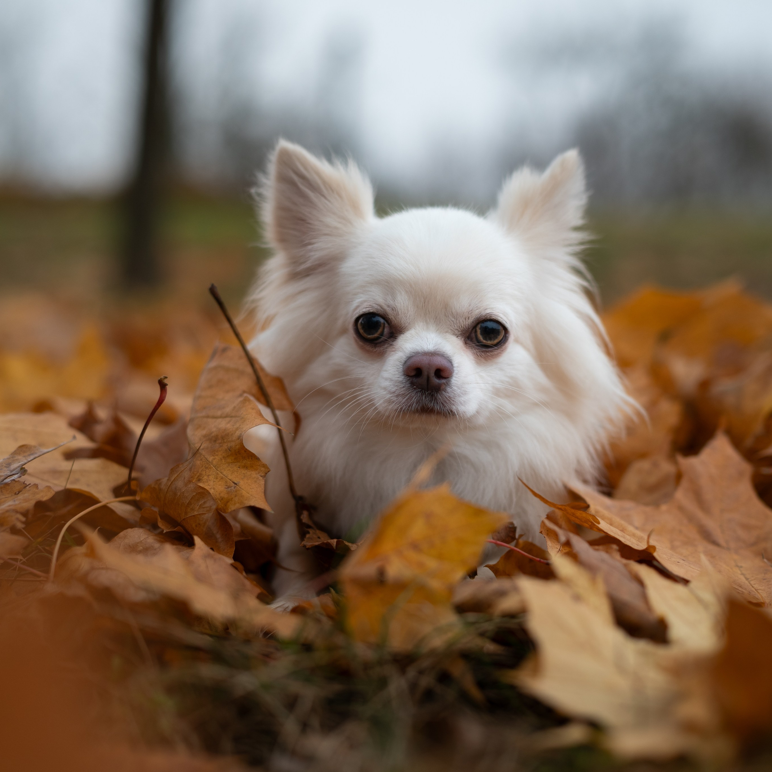 Юкон — Минск — Ноябрь 2025. Фотограф — анималист RISHELL PHOTO