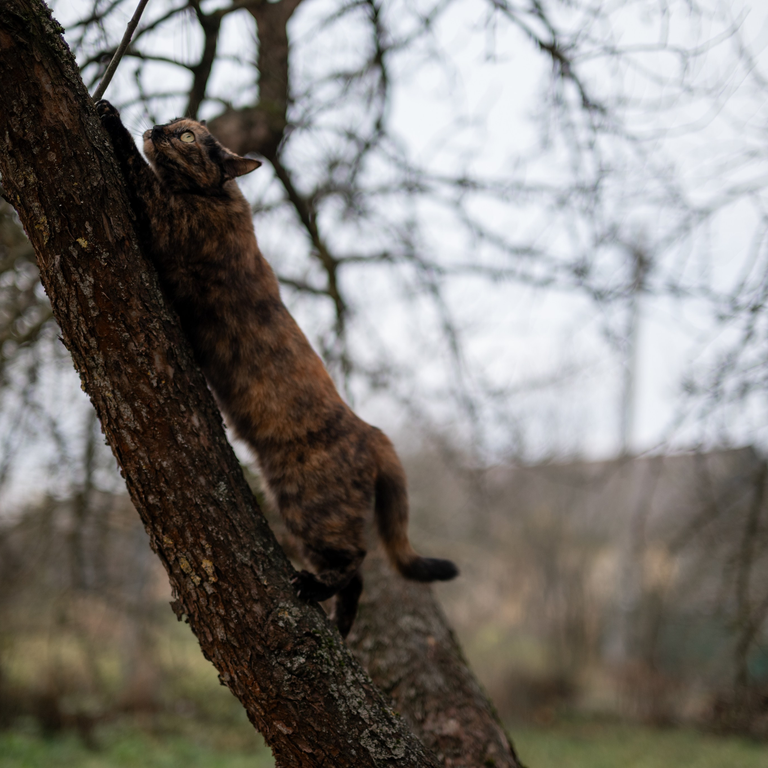 Стеша — Октябрь 2025. Фотограф — анималист RISHELL PHOTO