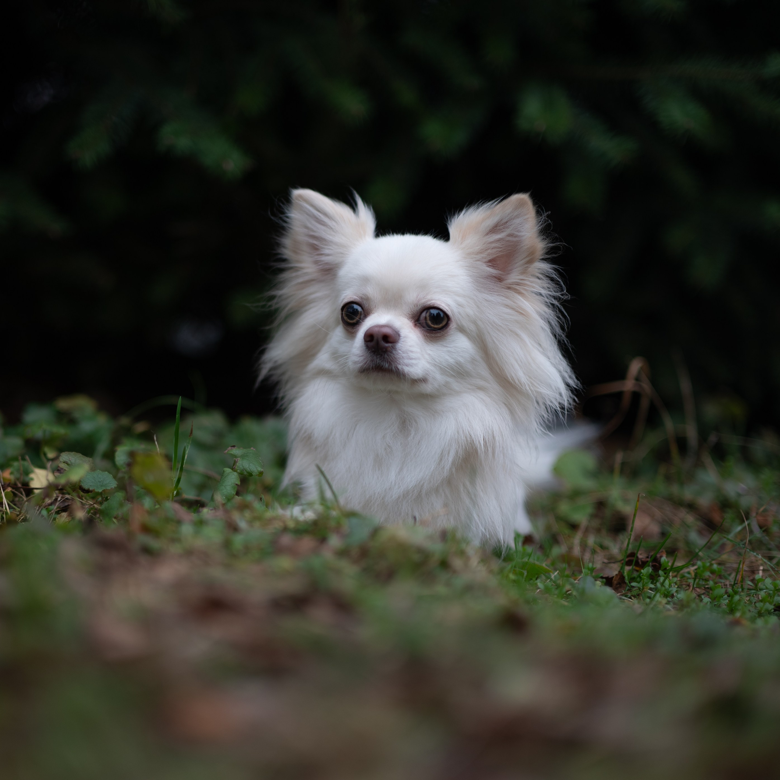 Юкон — Минск — Ноябрь 2025. Фотограф — анималист RISHELL PHOTO