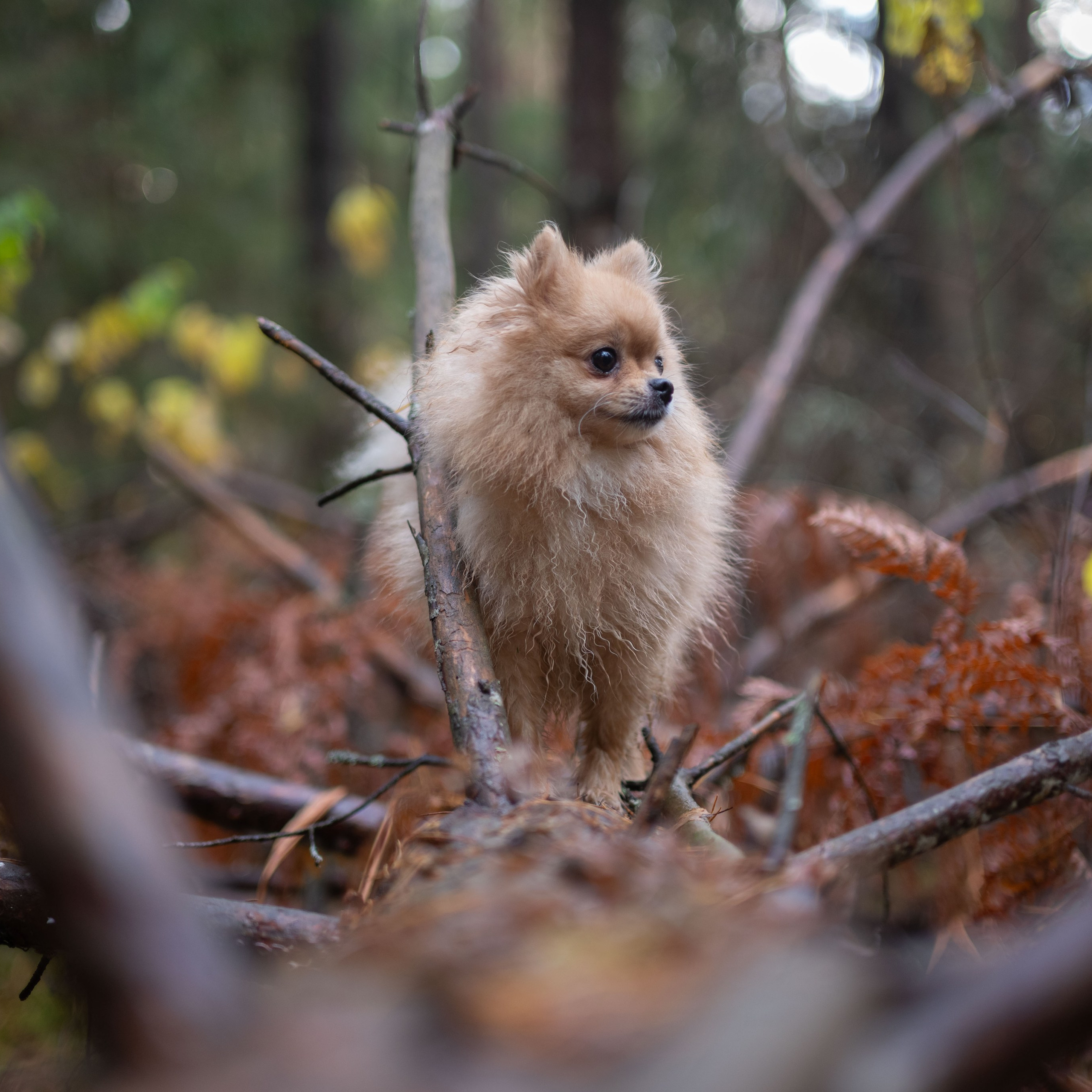 МИШЕЛЬ — Октябрь 2025. Фотограф — анималист RISHELL PHOTO