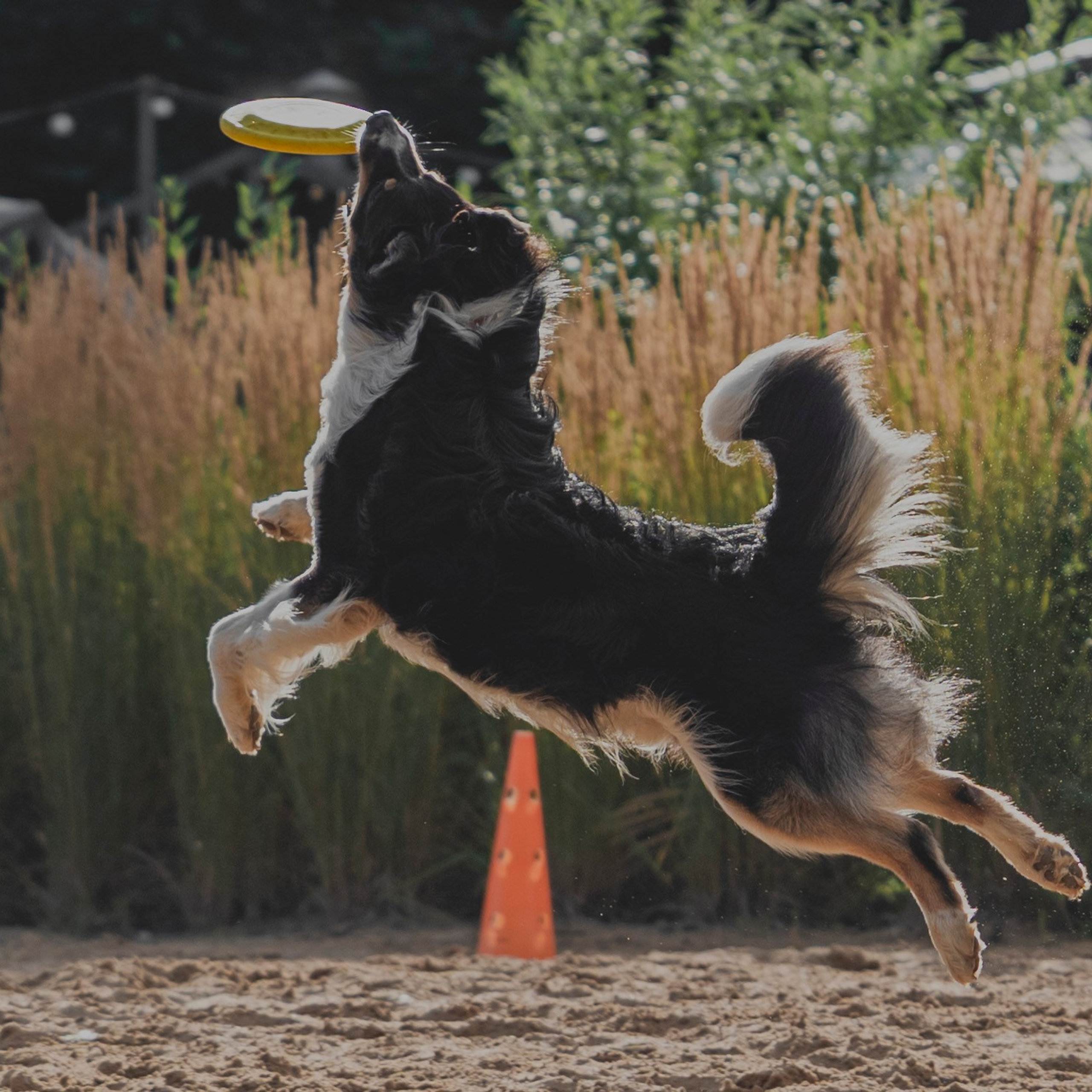 Pets Fest 08.08.2026. Фотосессия собак Минск, Борисов | Фотограф-анималист Арина RISHELL PHOTO