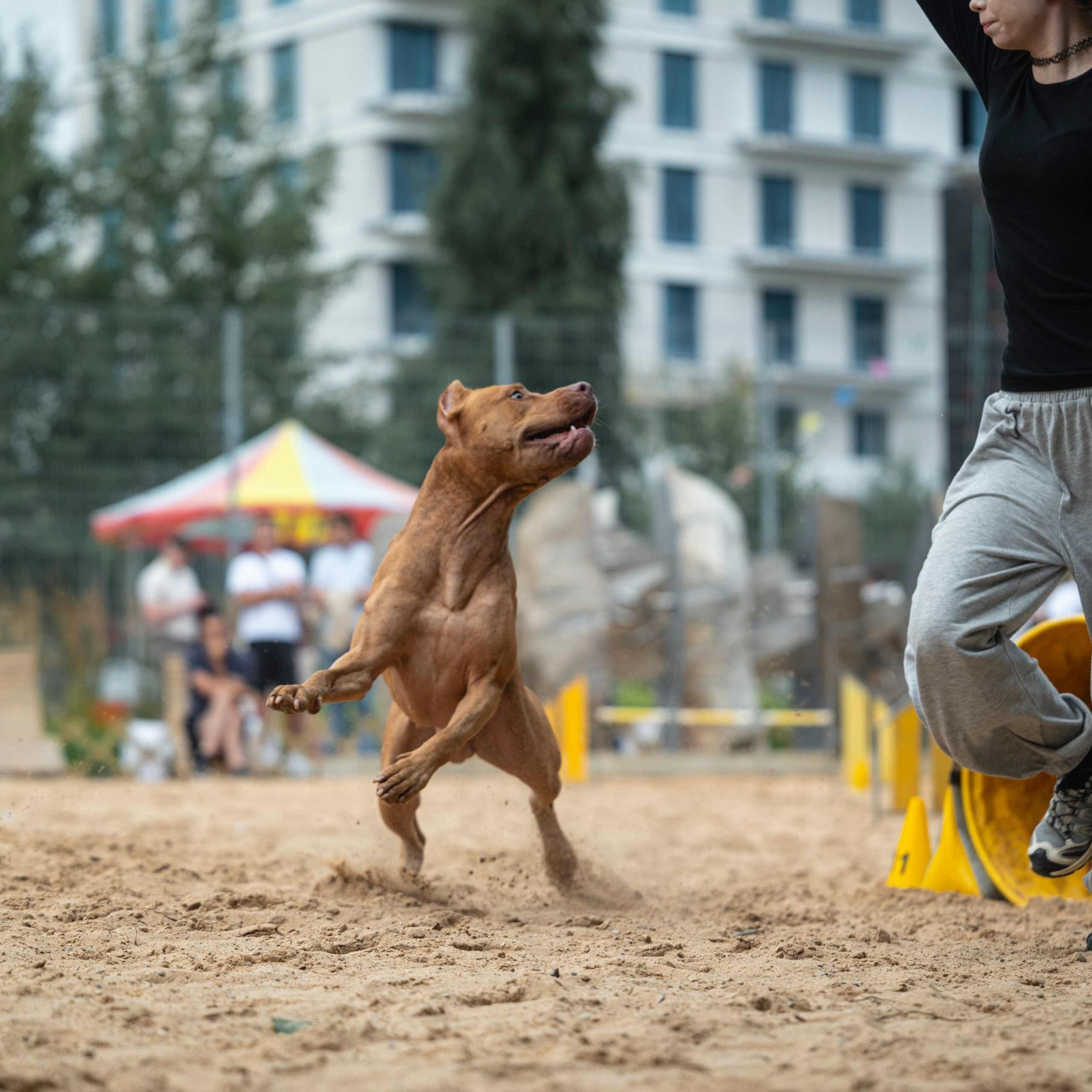 Pets Fest 08.08.2026. Фотосессия собак Минск, Борисов | Фотограф-анималист Арина RISHELL PHOTO