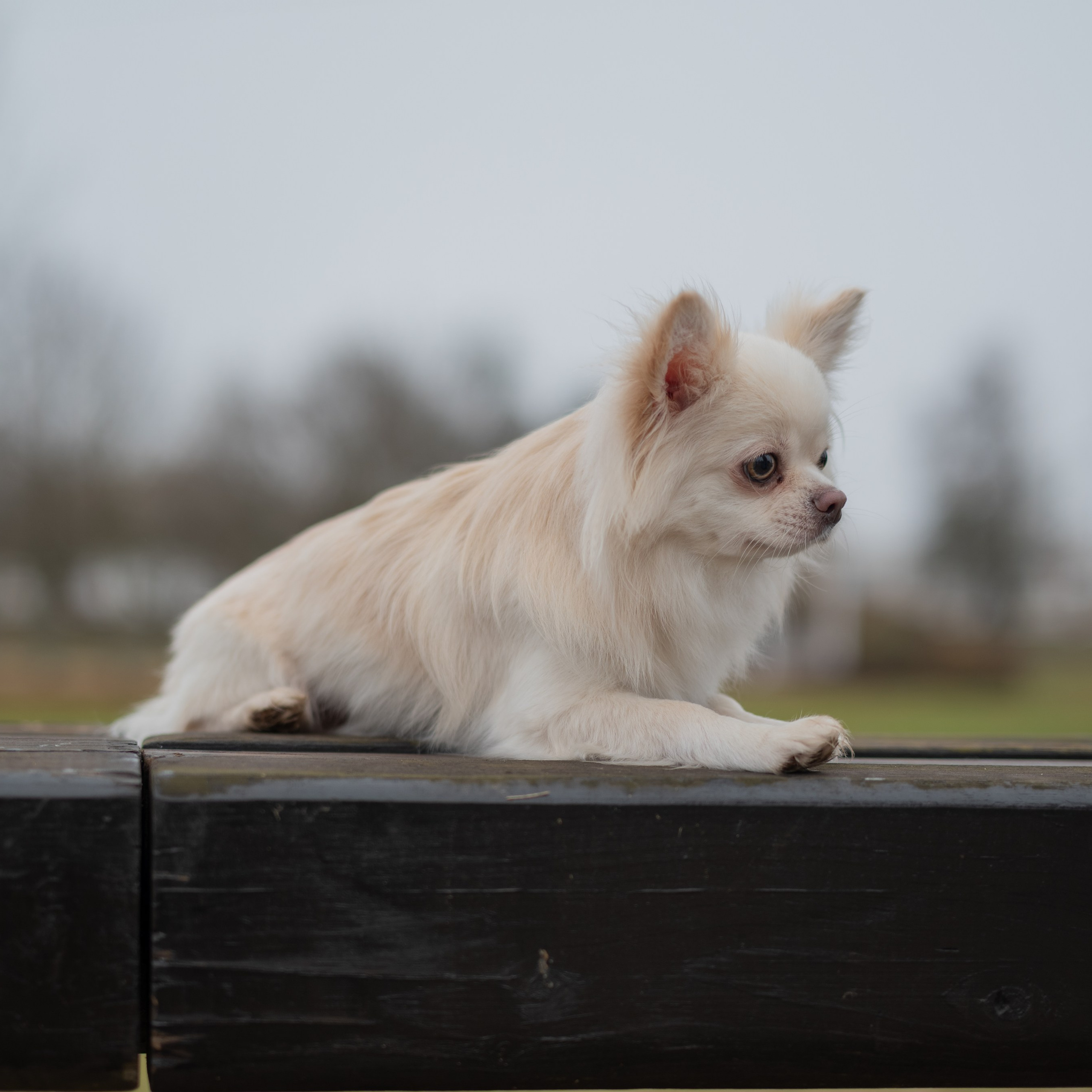 Юкон — Минск — Ноябрь 2025. Фотограф — анималист RISHELL PHOTO