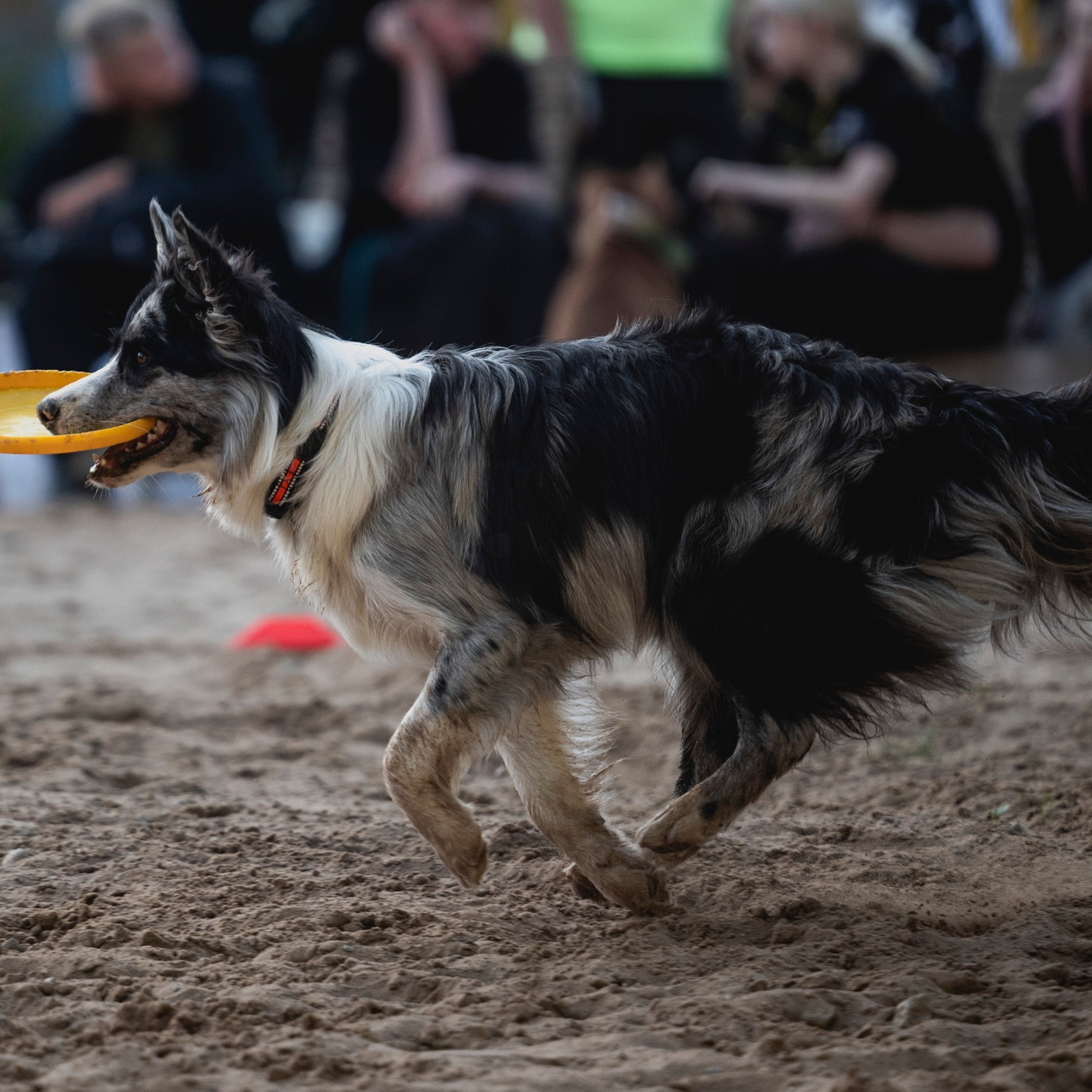 Pets Fest 08.08.2026. Фотосессия собак Минск, Борисов | Фотограф-анималист Арина RISHELL PHOTO