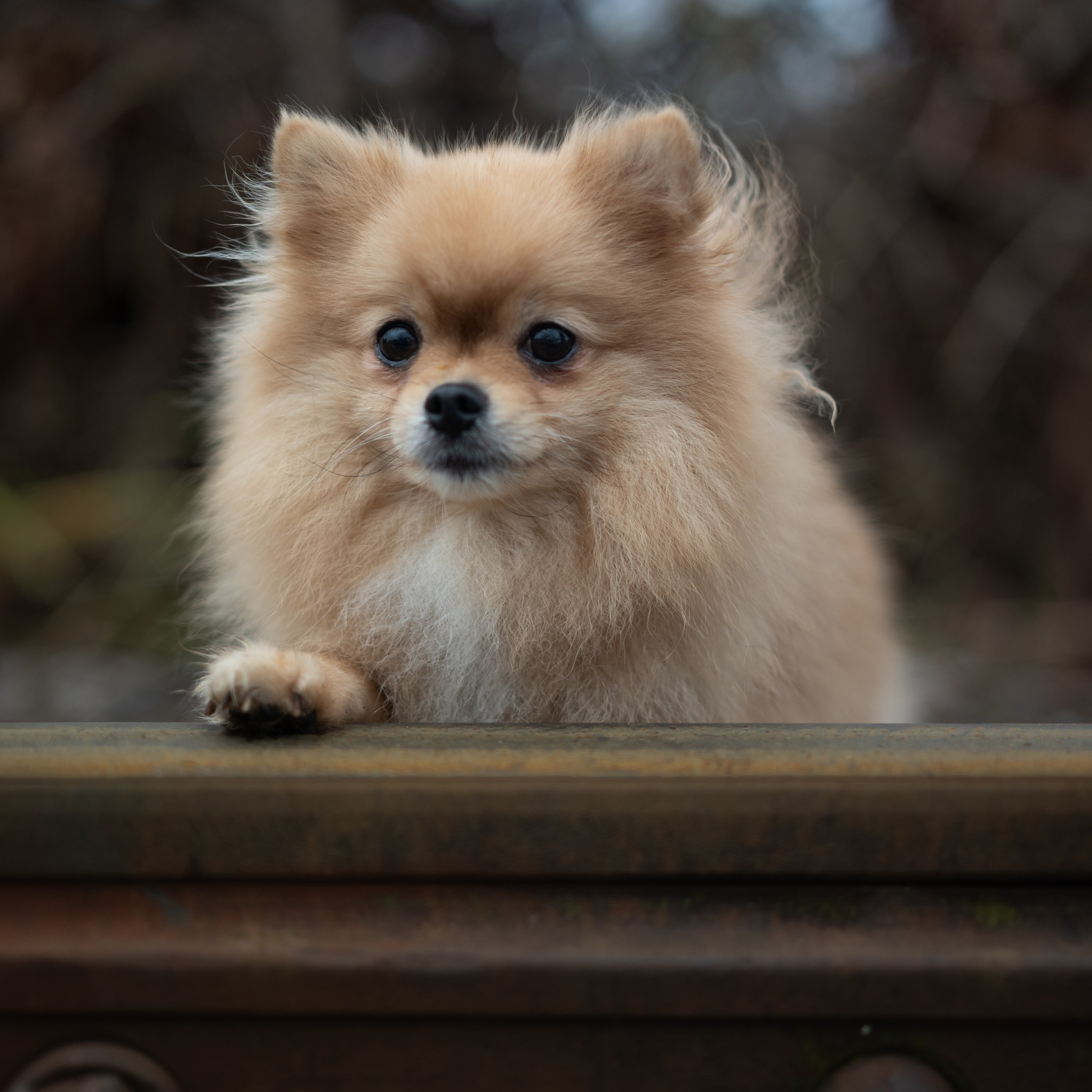 Миша — Декабрь 2025. Фотограф — анималист RISHELL PHOTO