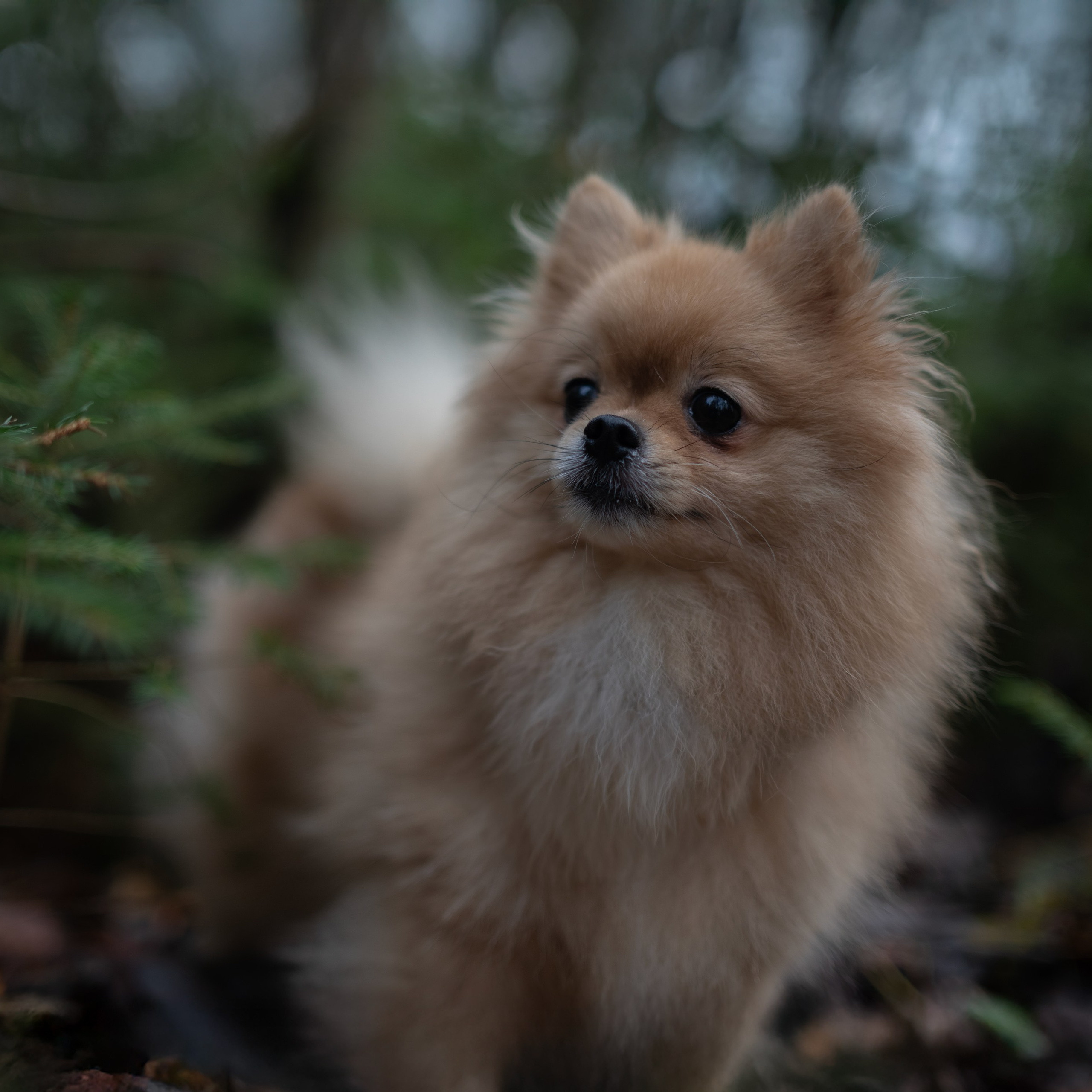 Мишель -Эко тропа — Борисов — Ноябрь 2025. Фотограф — анималист RISHELL PHOTO