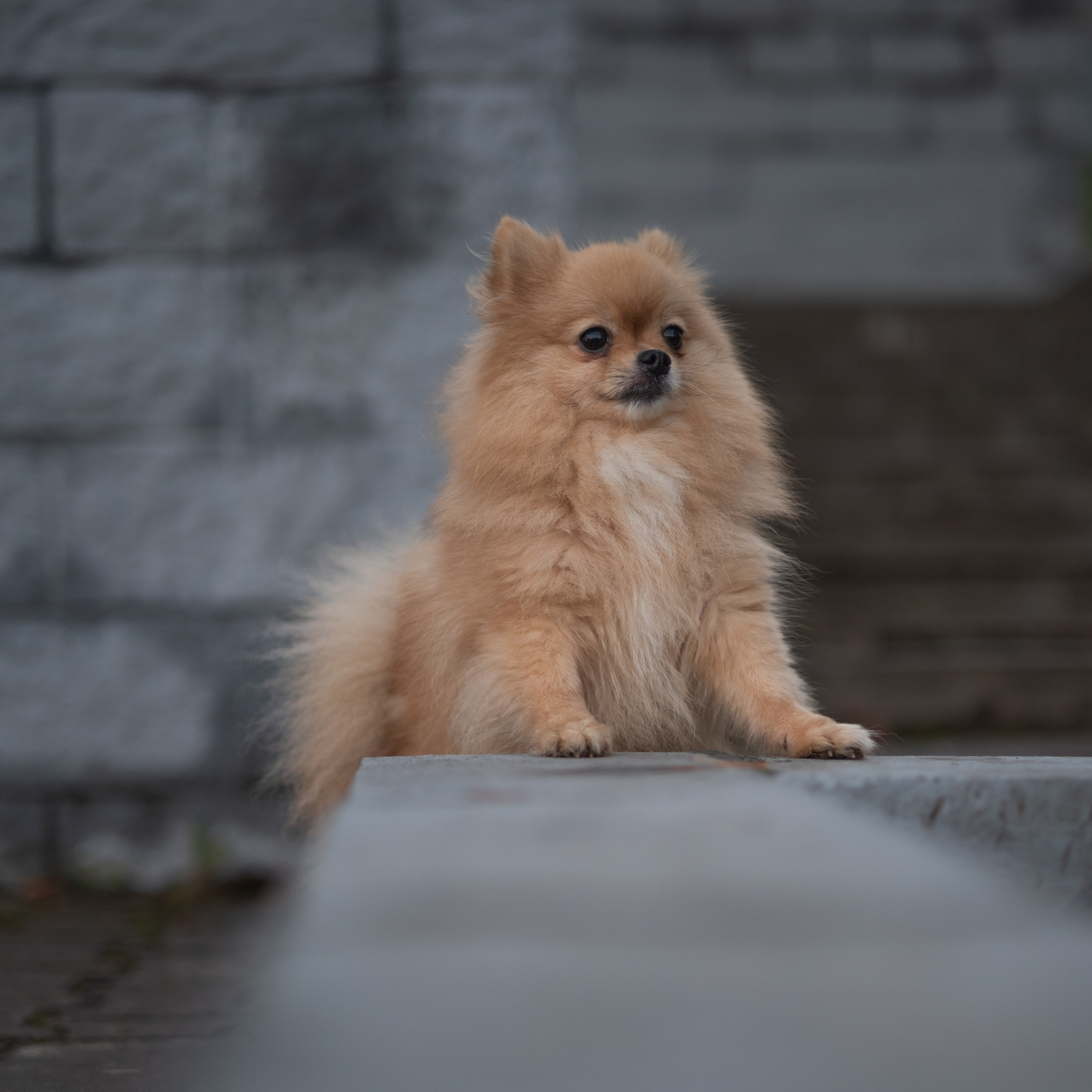 Фотосессия – идеальный способ сохранить в памяти очарование вашего питомца.  Фотосессия собаки Борисов, Минск.