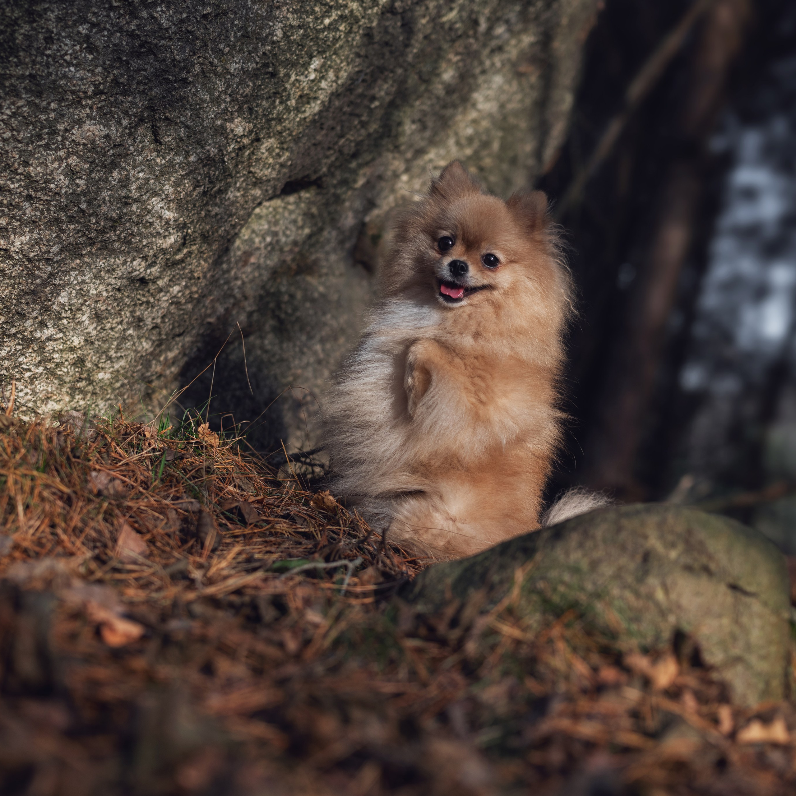 Мишель — Ноябрь 2025. Фотограф — анималист RISHELL PHOTO