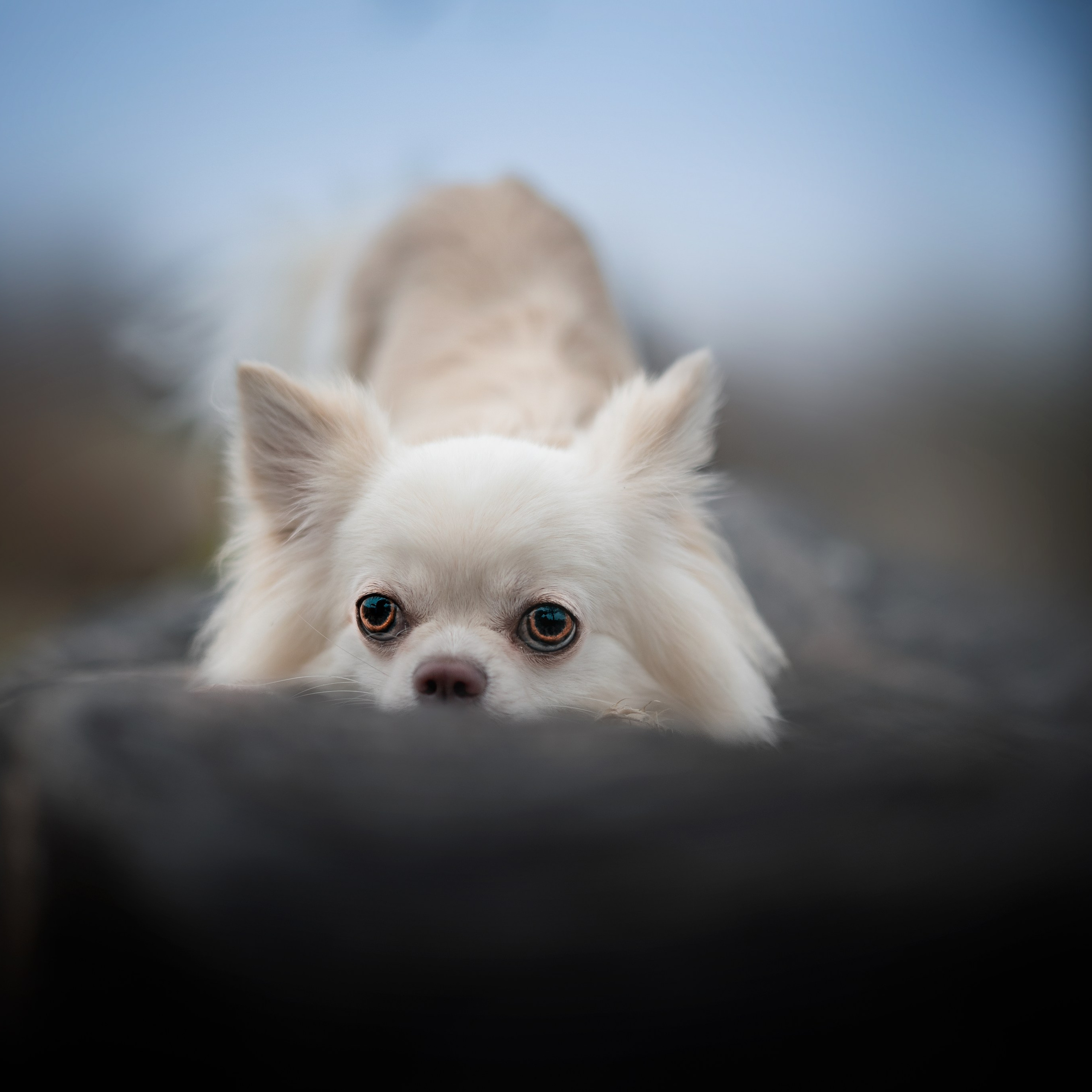 Фото с ретушью. Фотограф — анималист RISHELL PHOTO