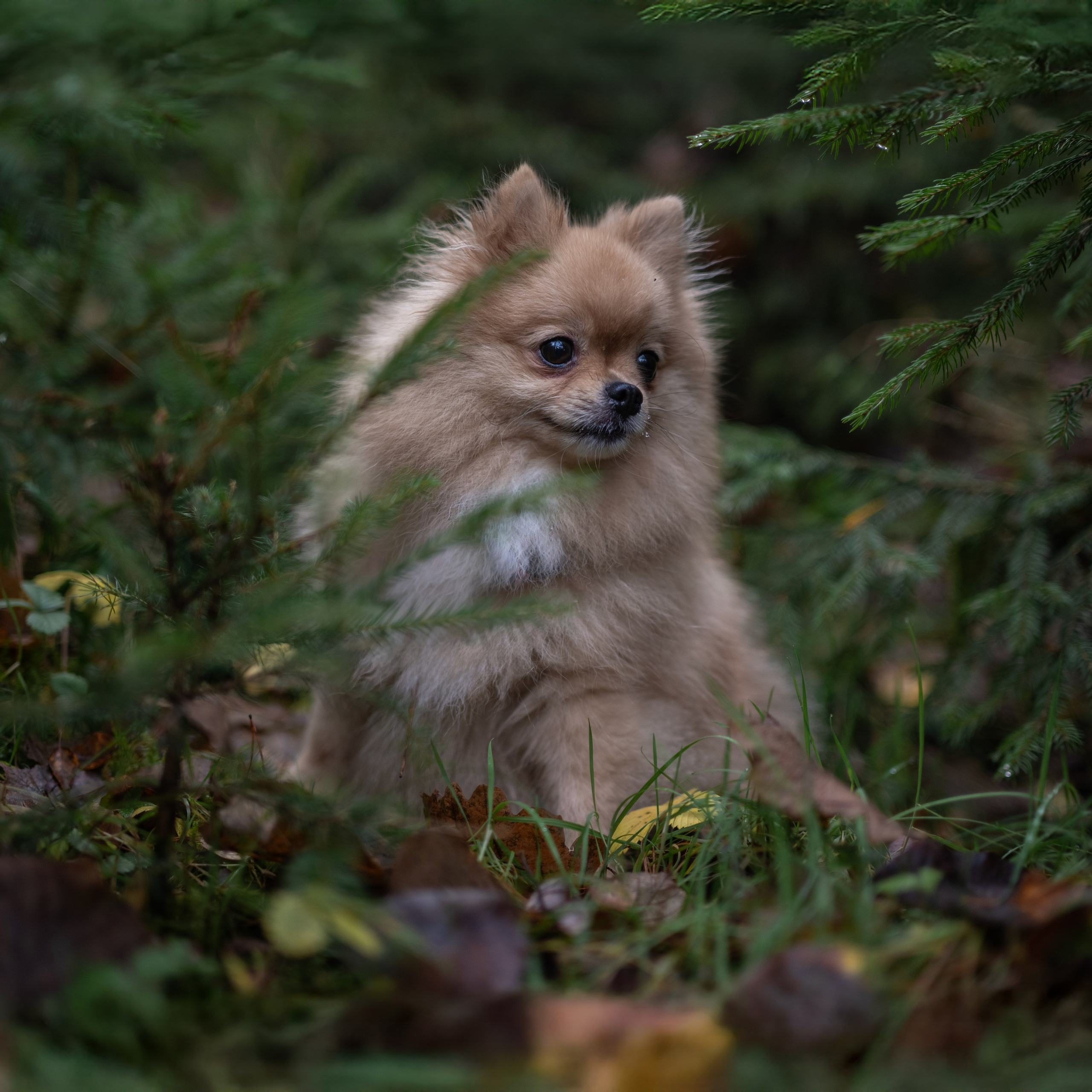 Мишель -Эко тропа — Борисов — Ноябрь 2025. Фотограф — анималист RISHELL PHOTO