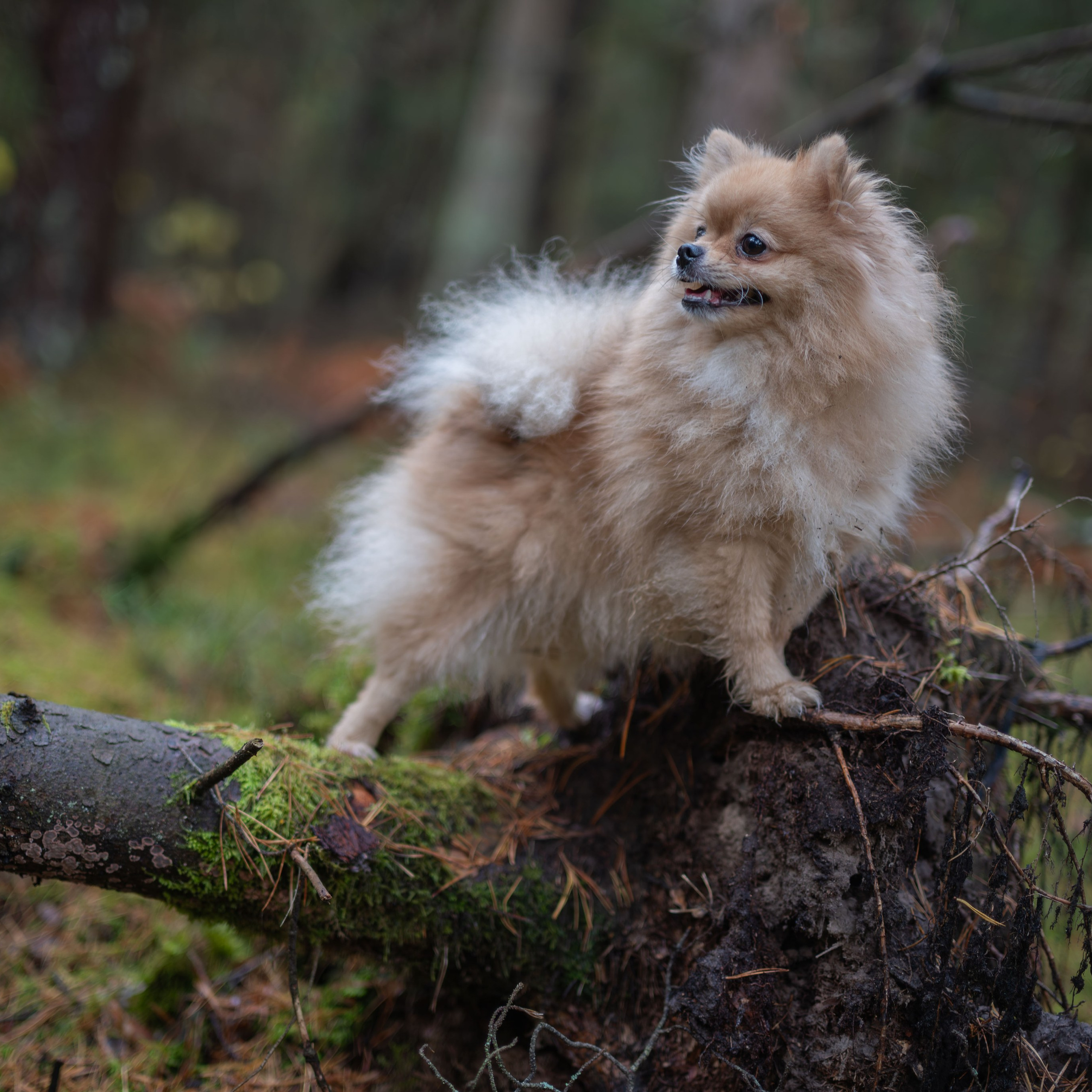 МИШЕЛЬ — Октябрь 2025. Фотограф — анималист RISHELL PHOTO