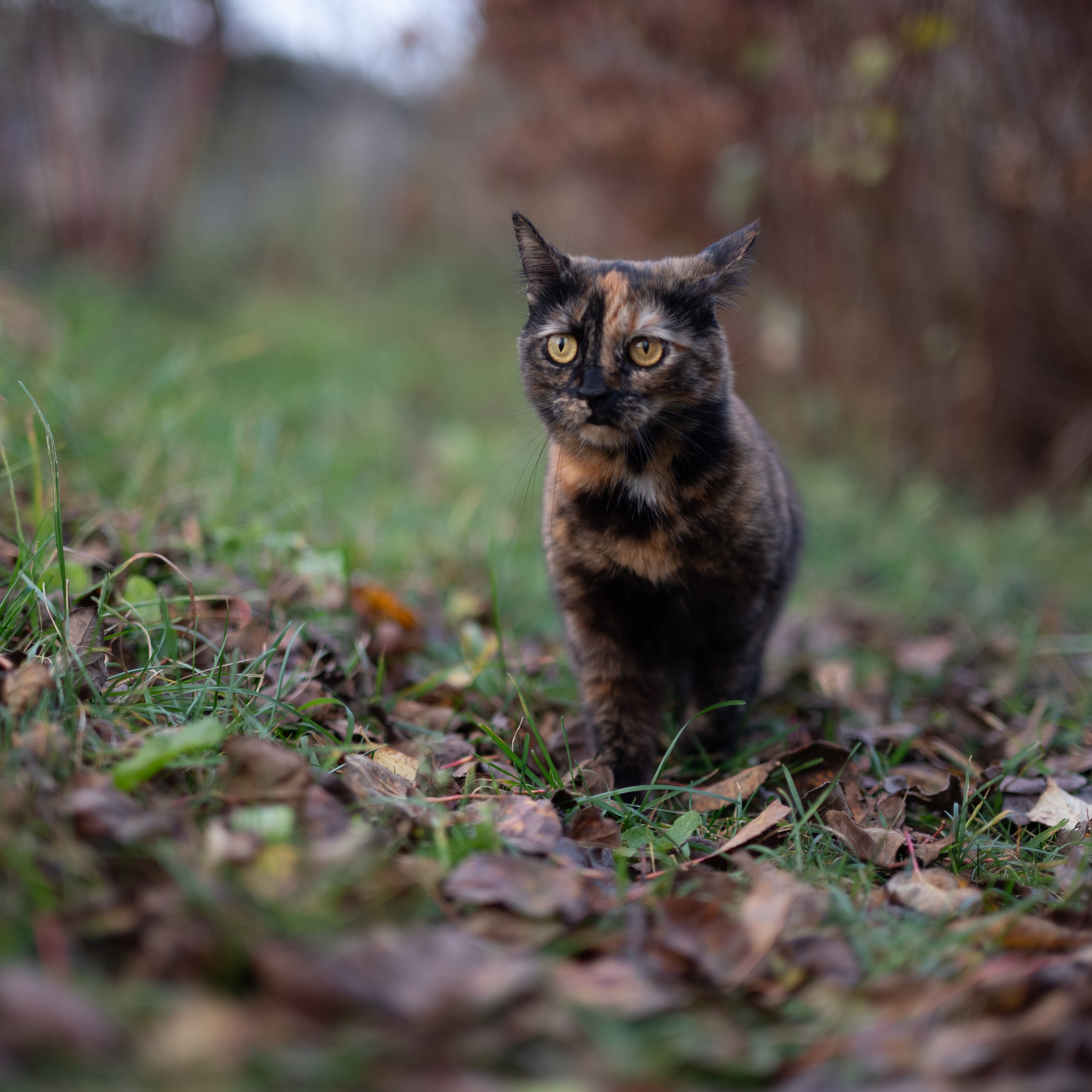 Стеша — Октябрь 2025. Фотограф — анималист RISHELL PHOTO