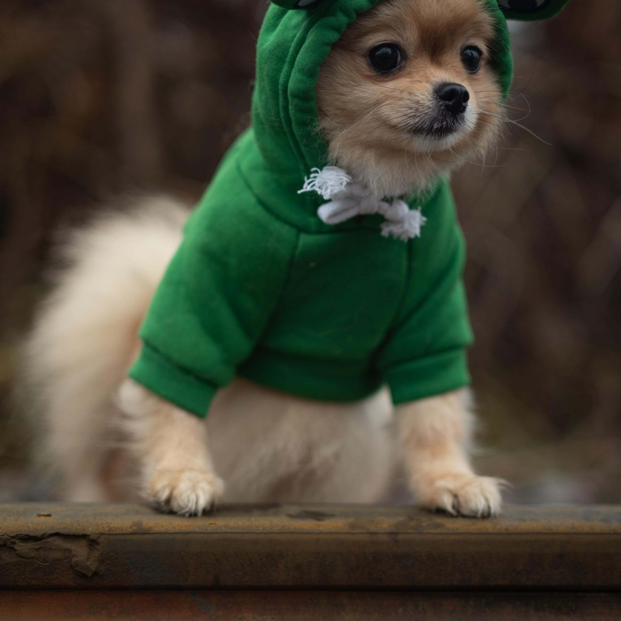 Миша — Декабрь 2025. Фотограф — анималист RISHELL PHOTO