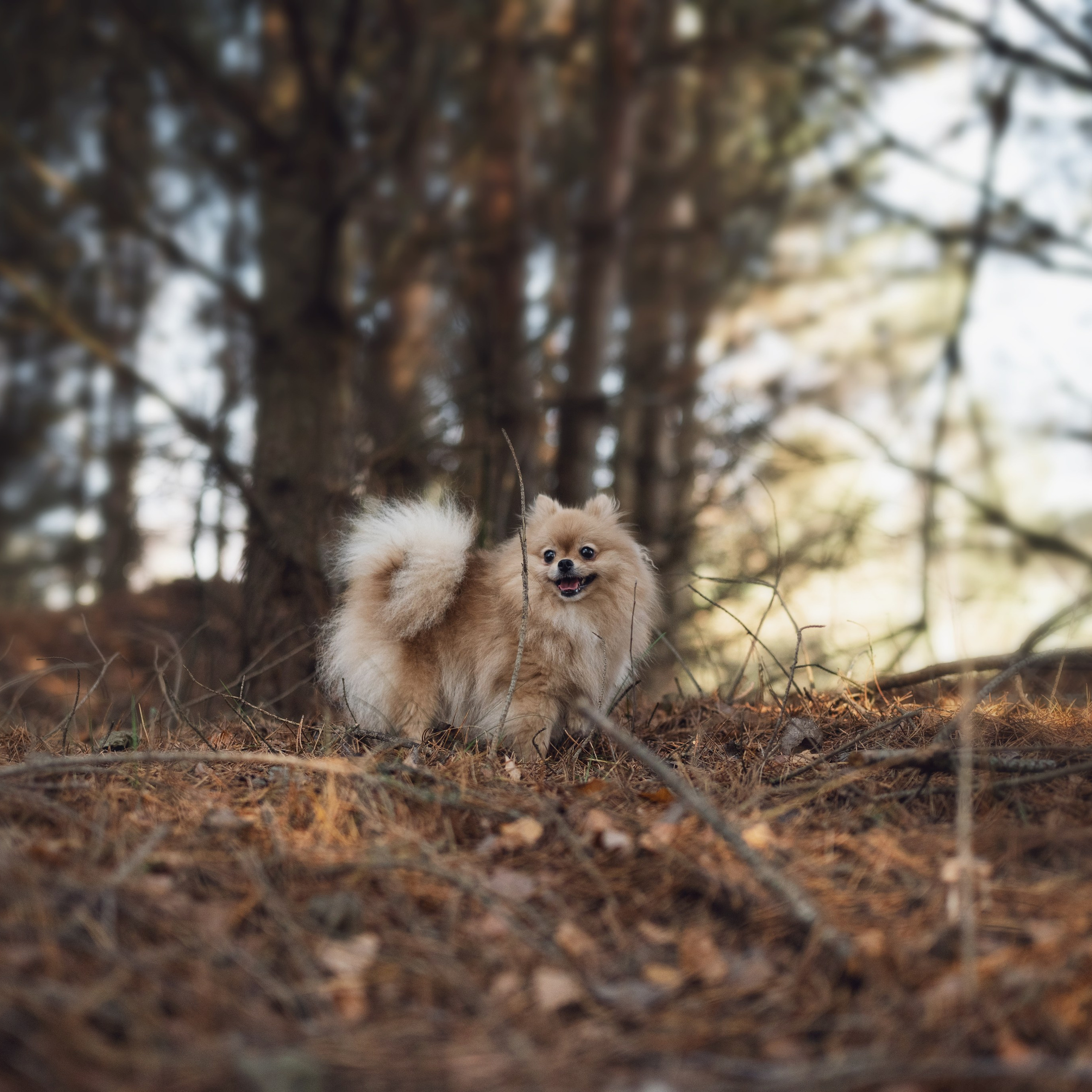 Мишель — Ноябрь 2025. Фотограф — анималист RISHELL PHOTO