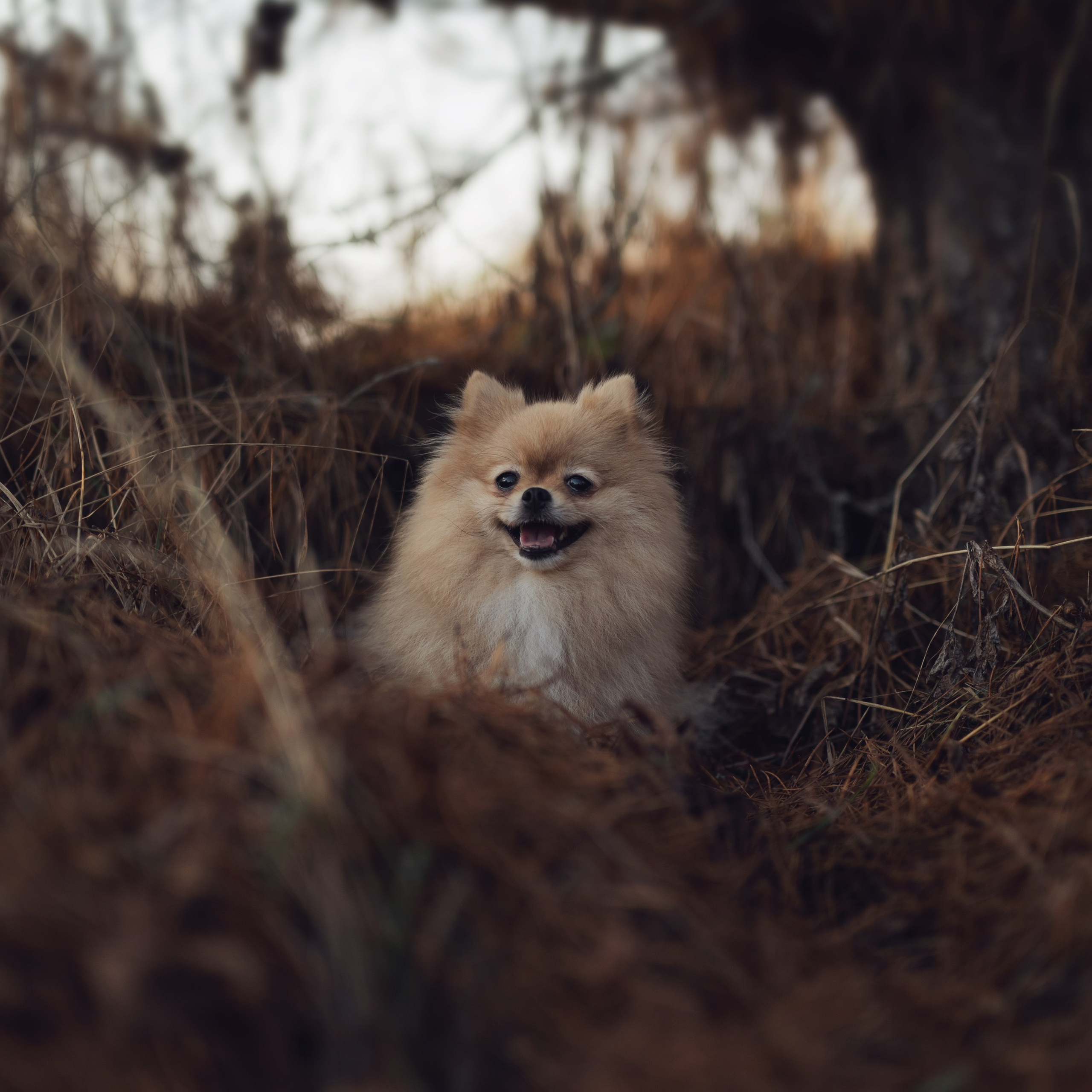 Мишель — Ноябрь 2025. Фотограф — анималист RISHELL PHOTO