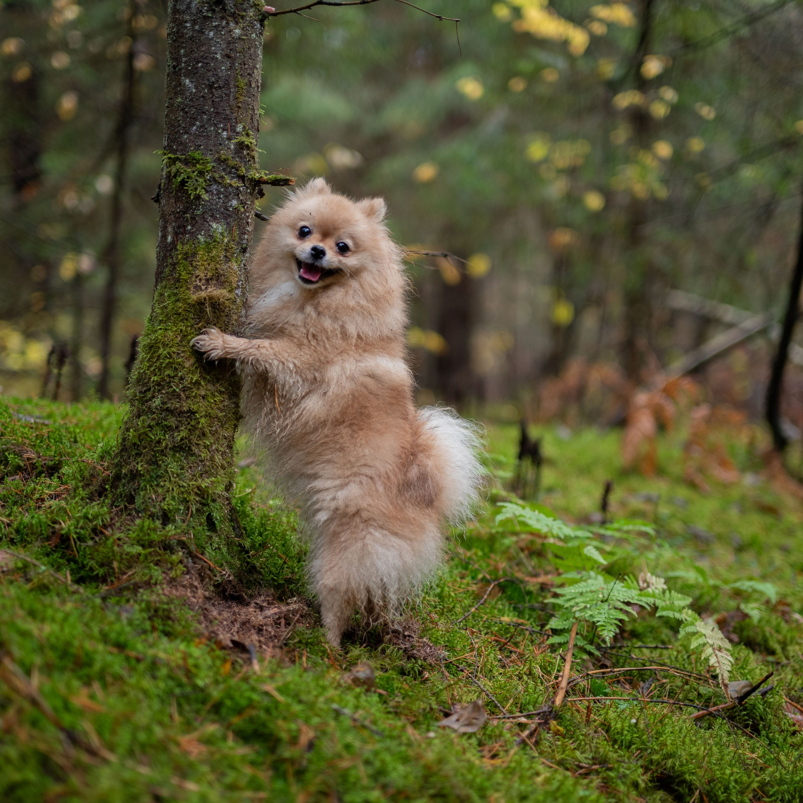 МИШЕЛЬ — Октябрь 2025. Фотограф — анималист RISHELL PHOTO