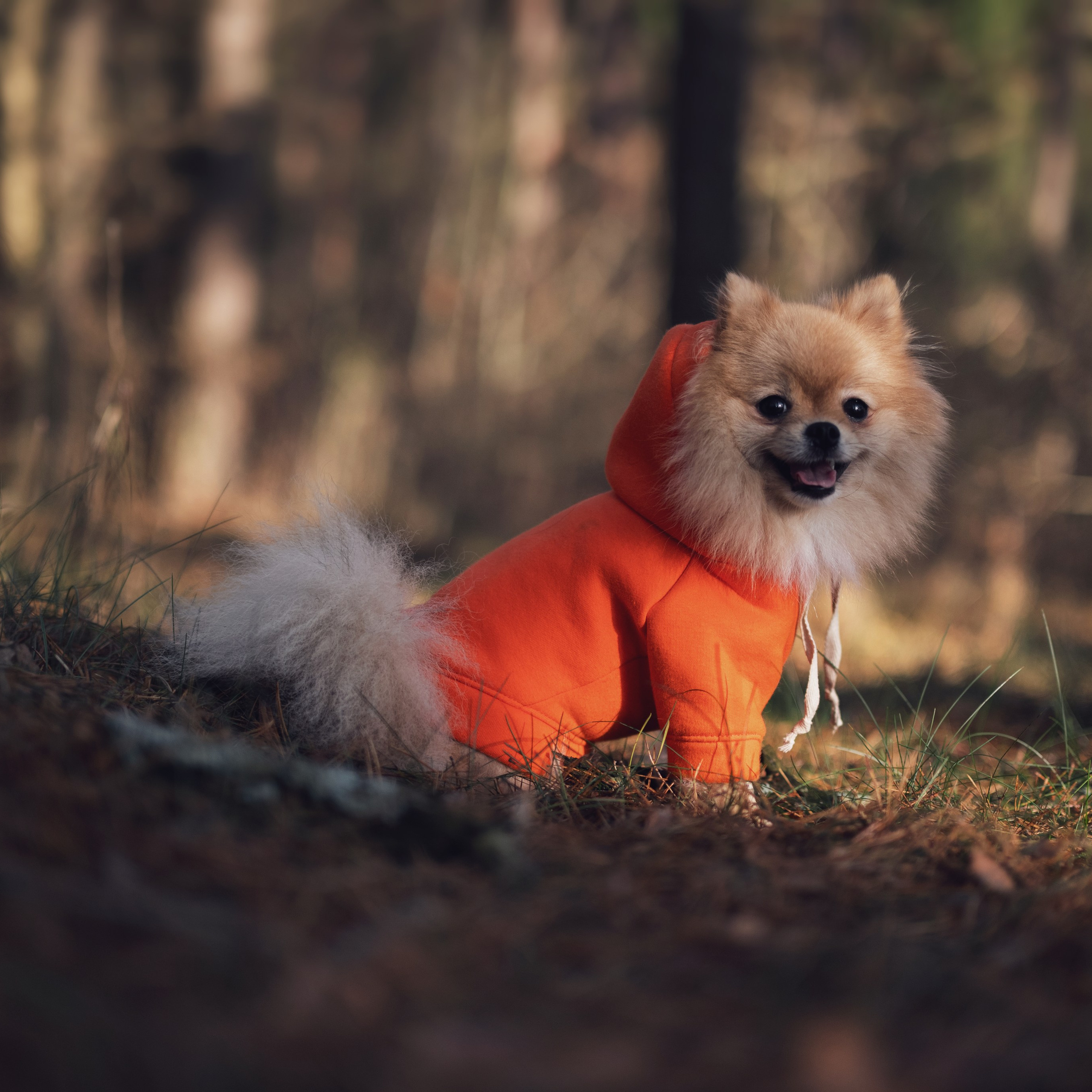 Мишель — Ноябрь 2025. Фотограф — анималист RISHELL PHOTO