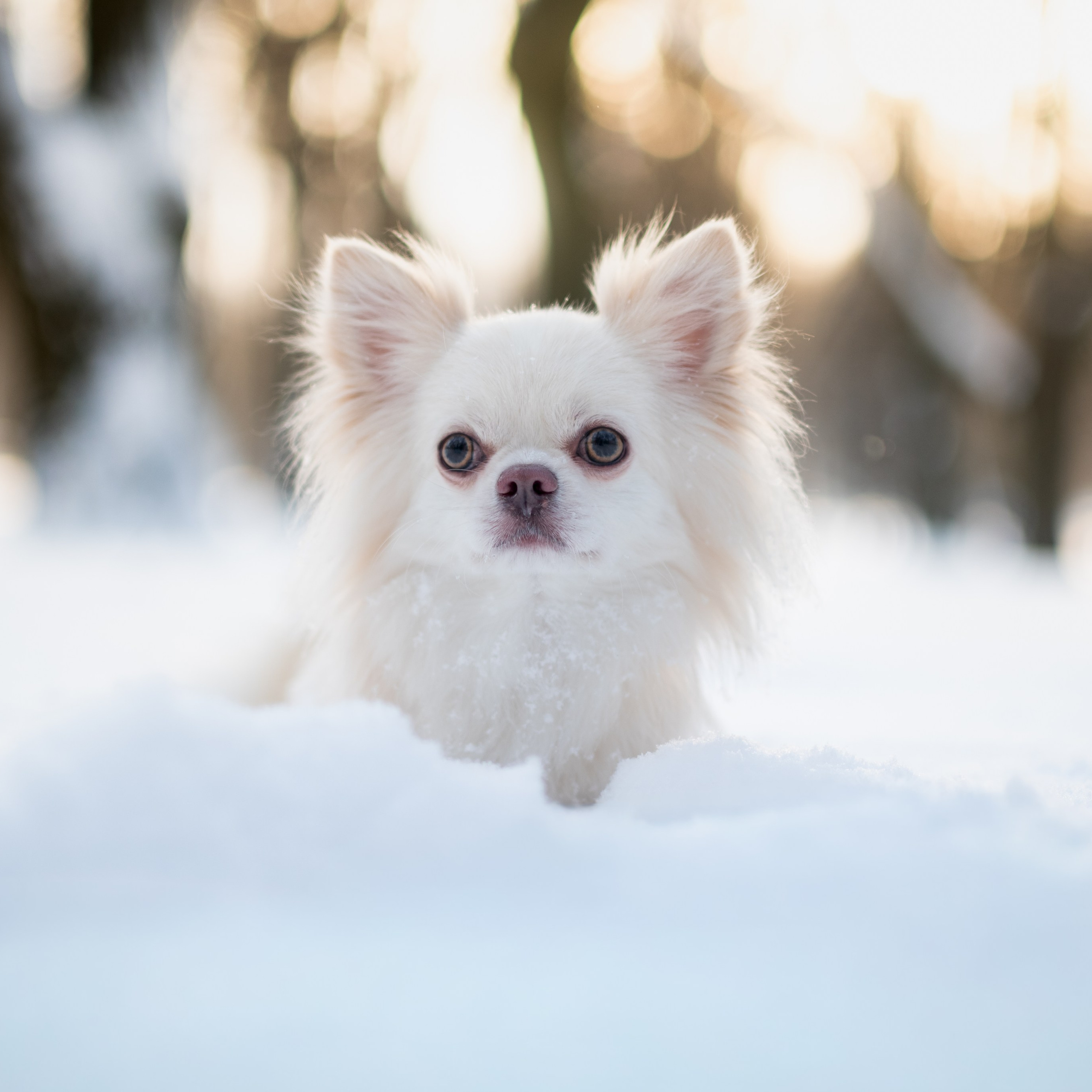 Юкон — Минск — Ноябрь 2025. Фотограф — анималист RISHELL PHOTO