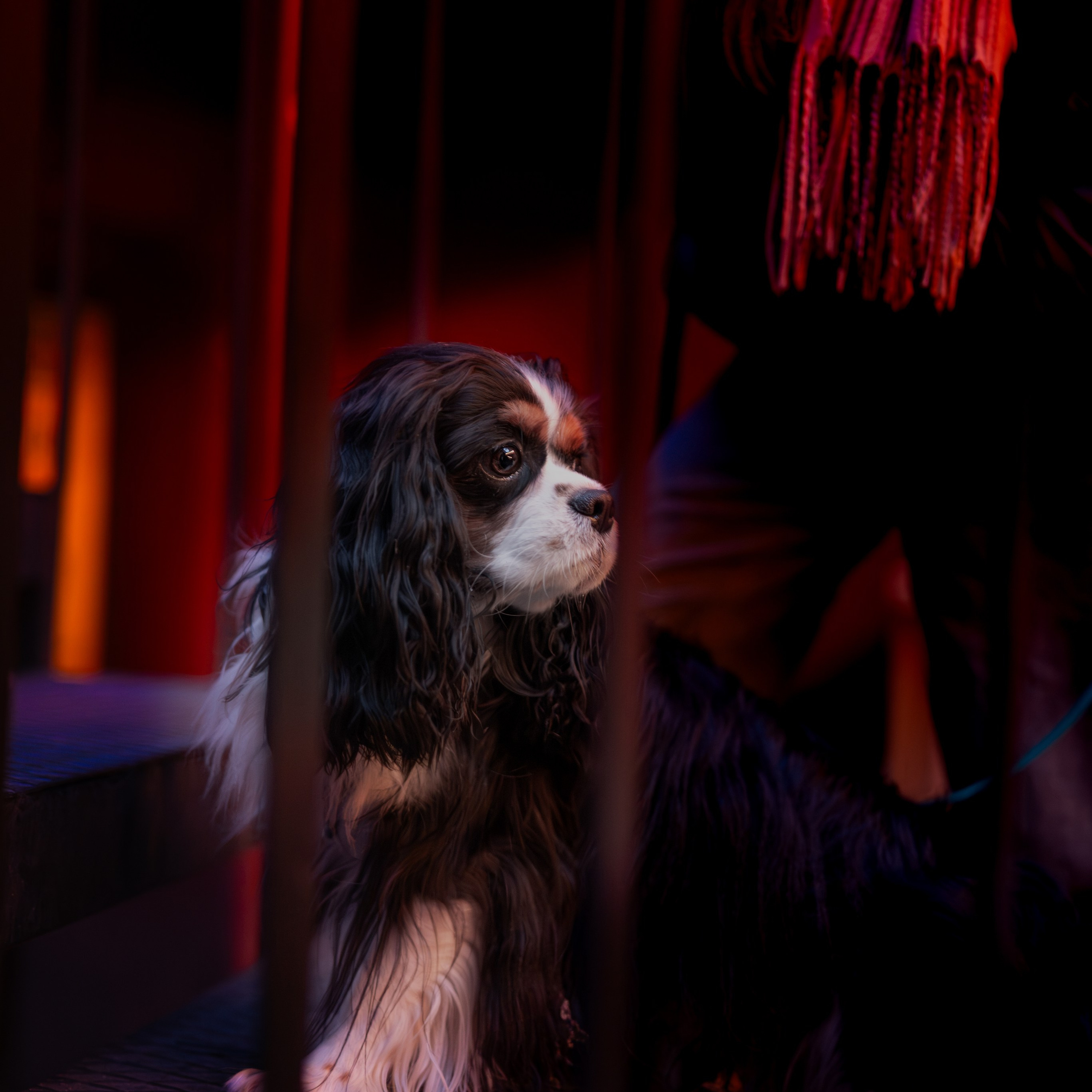 Арни — Минск — Ноябрь 2025. Фотограф — анималист RISHELL PHOTO