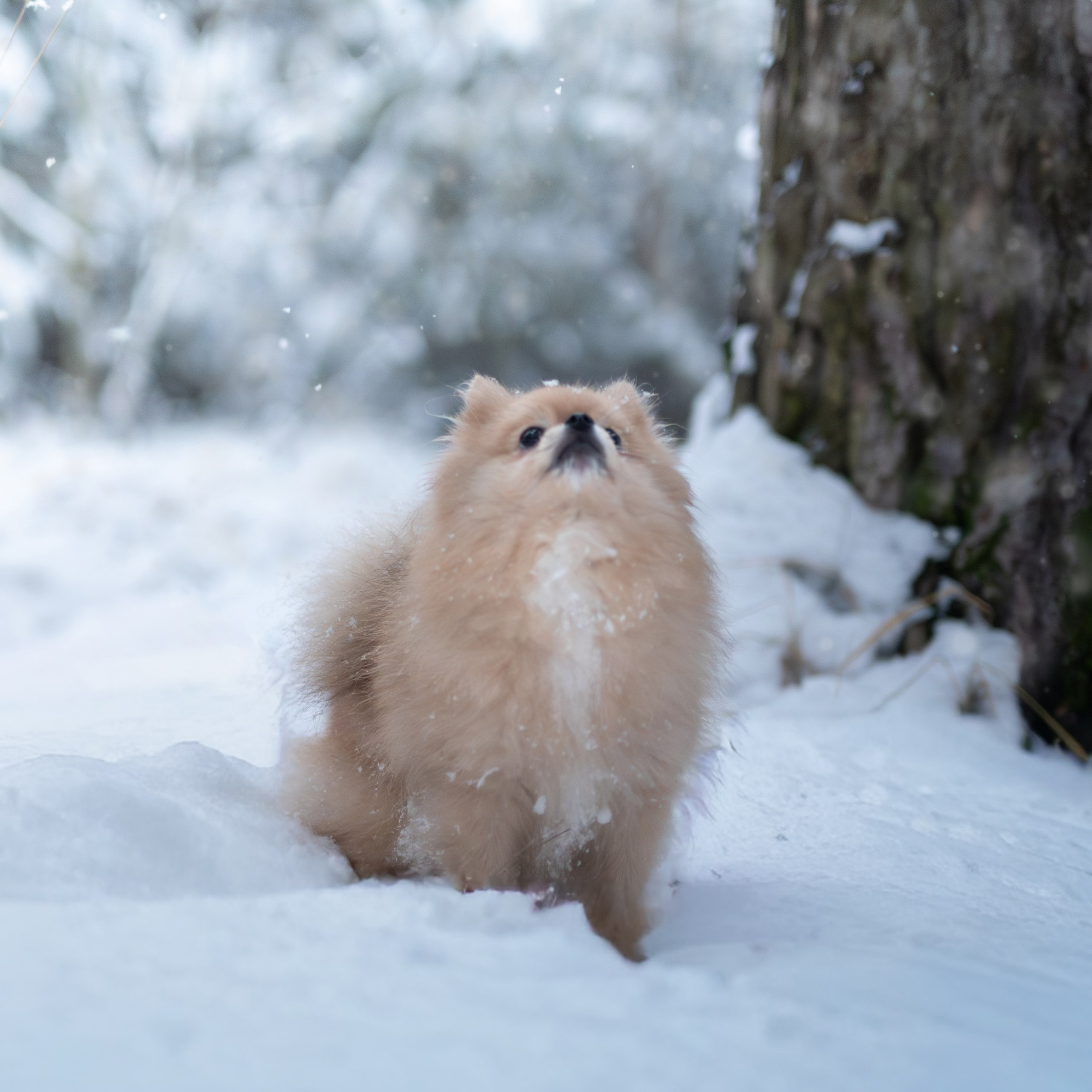 Первый снег — Ноябрь 2025. Фотограф — анималист RISHELL PHOTO