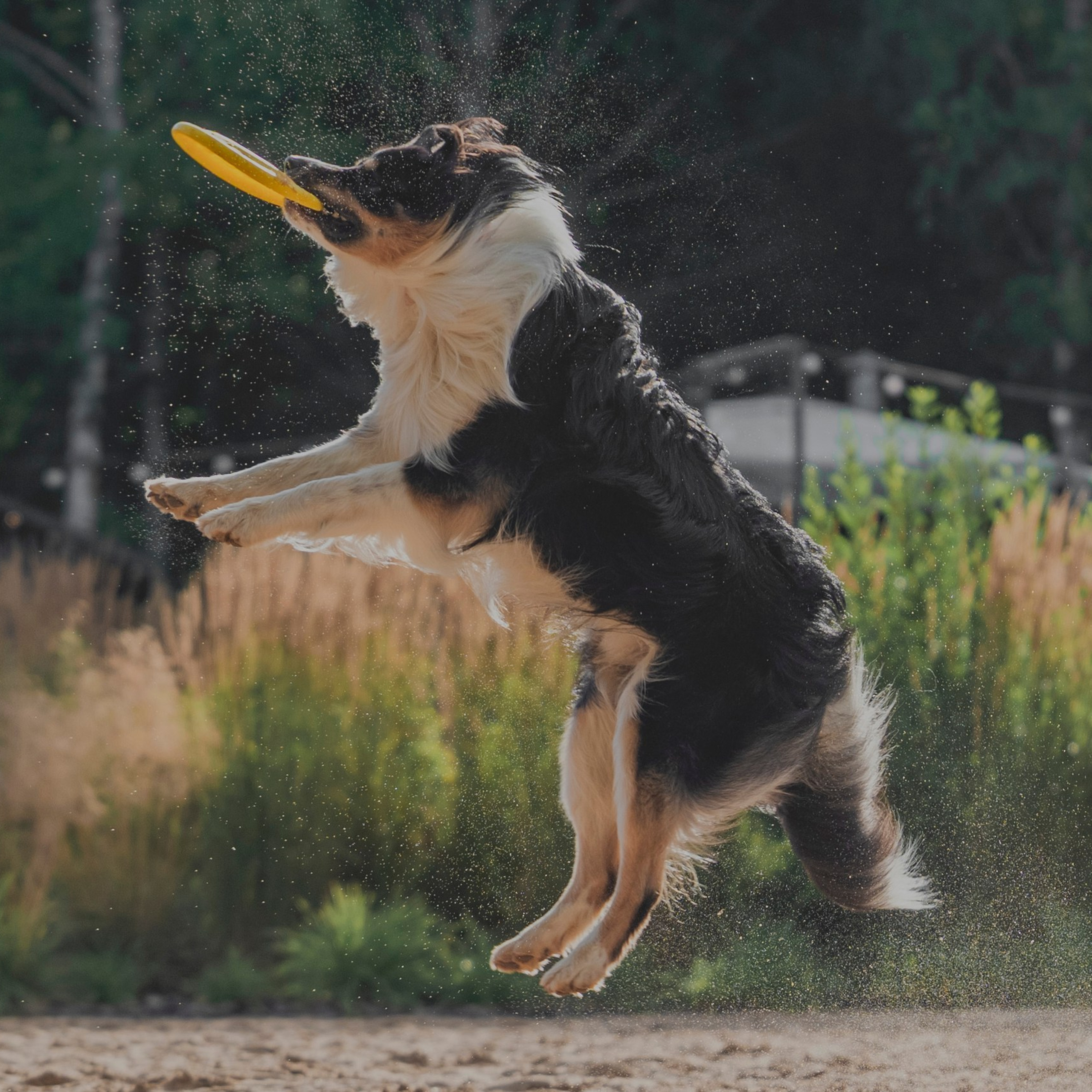 Pets Fest 08.08.2026. Фотосессия собак Минск, Борисов | Фотограф-анималист Арина RISHELL PHOTO